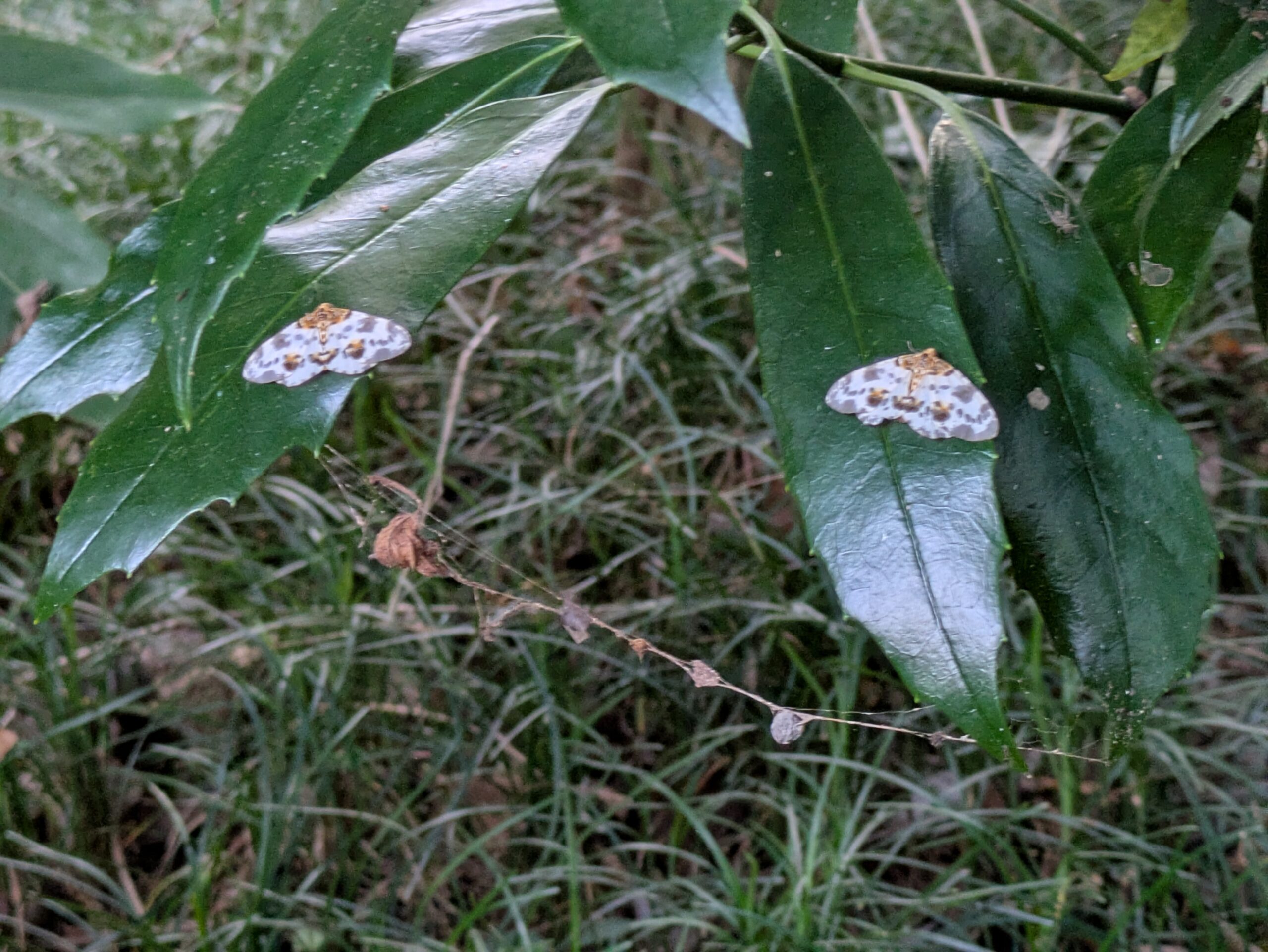 葉に2匹とまっているユウマダラエダシャク