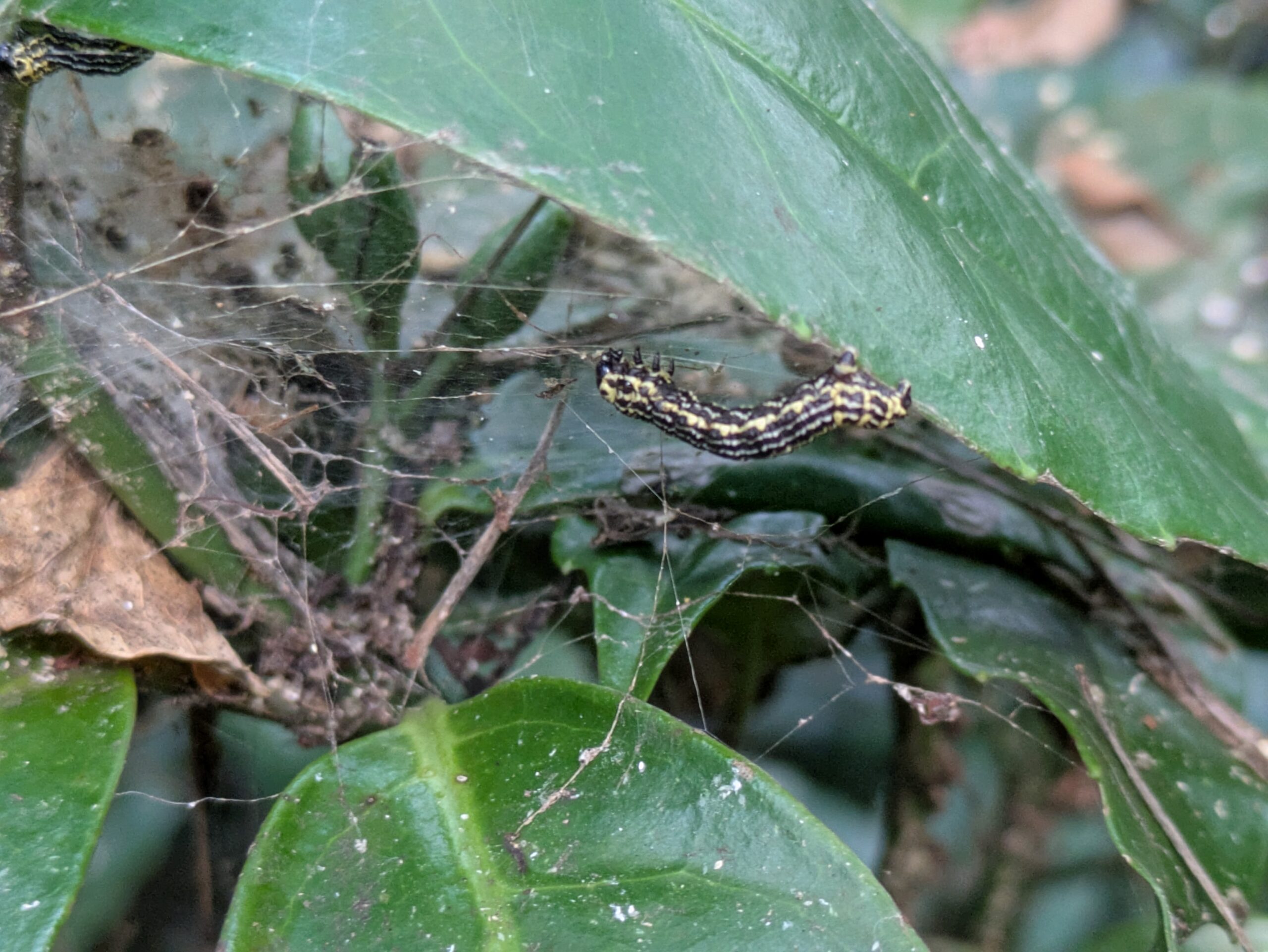 エノキの葉にいたユウマダラエダシャクの幼虫