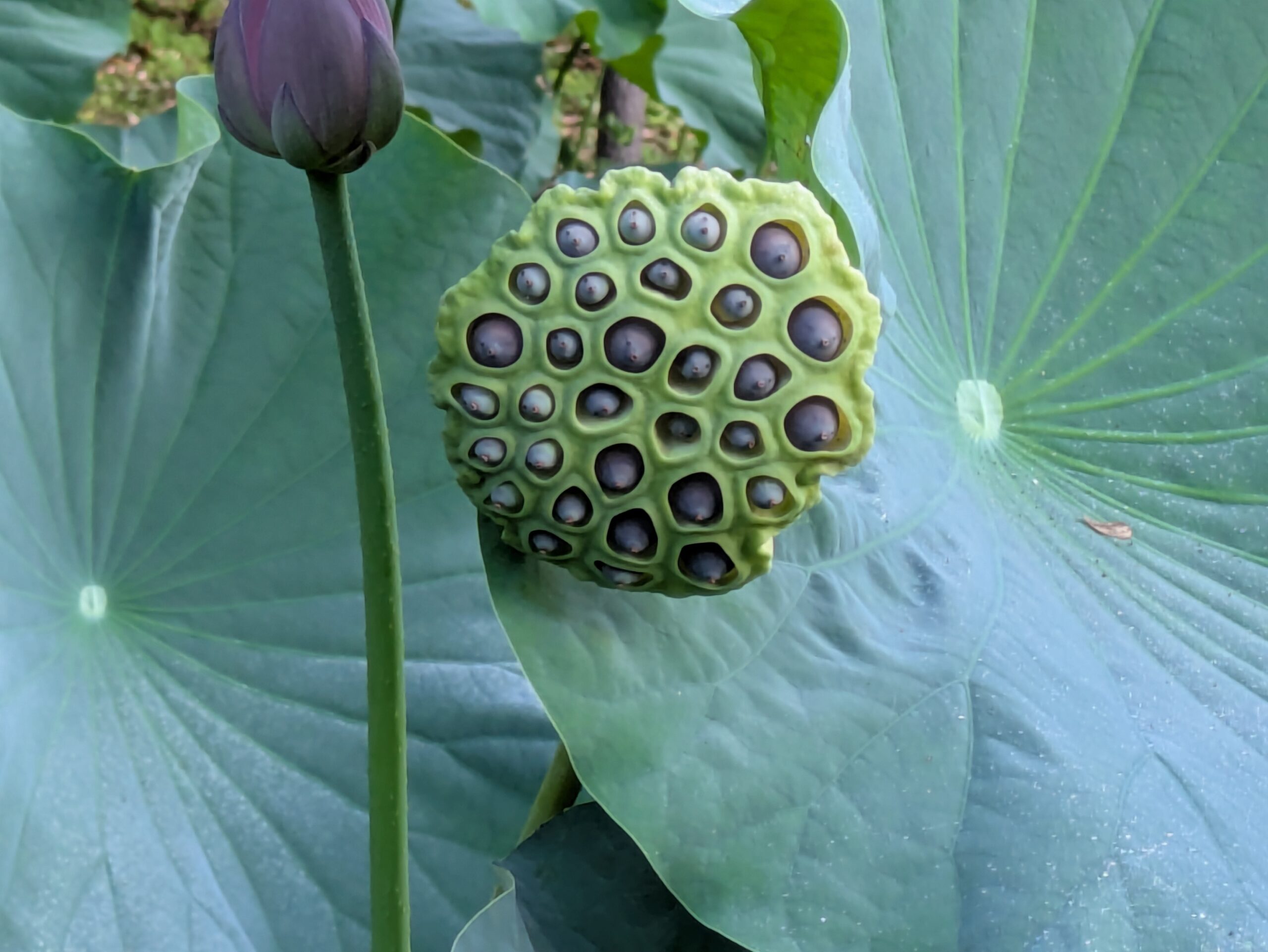8月の金沢市北部公園で咲くハスの花と大きく育ったハスの葉
