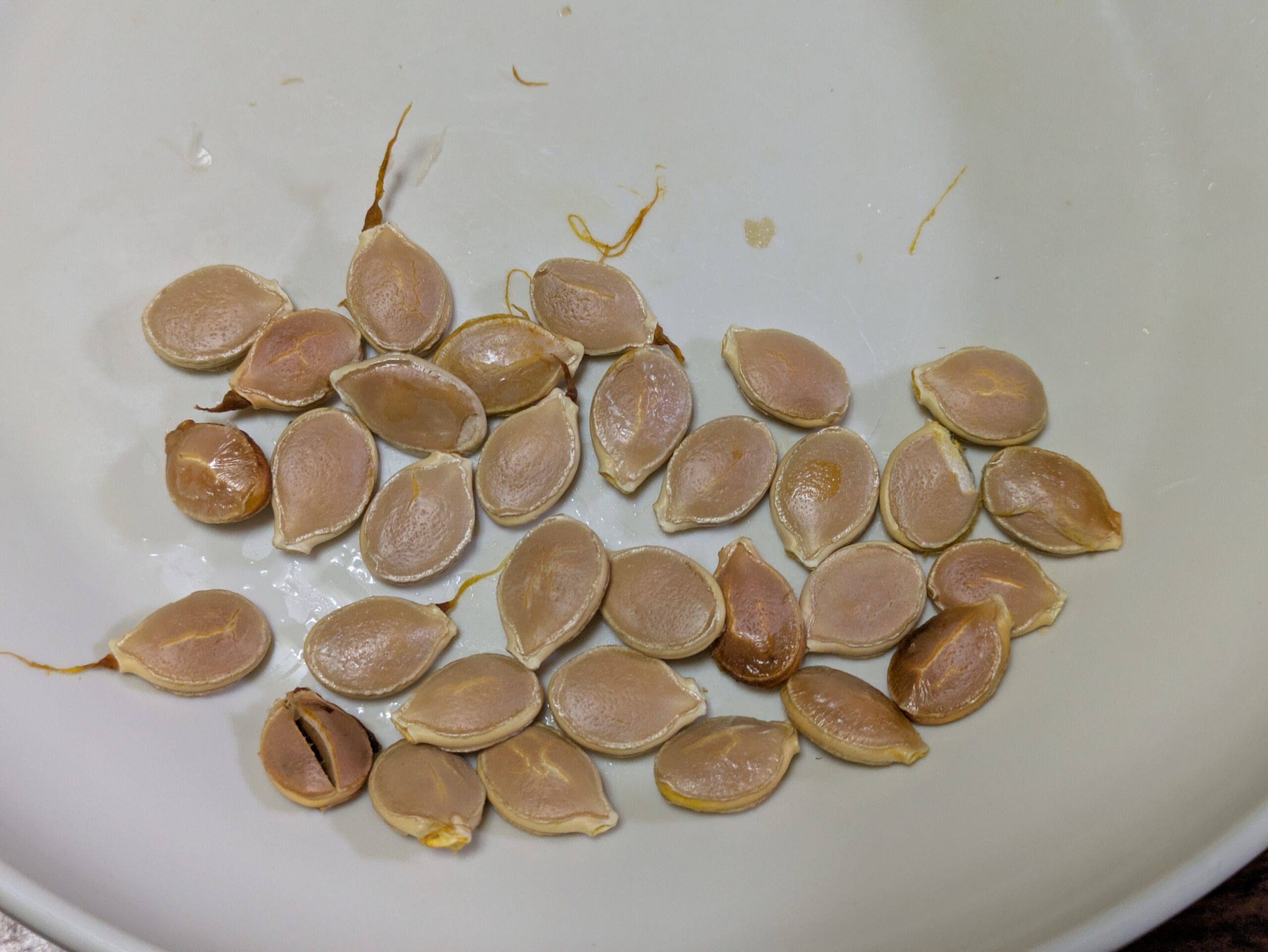 薄皮を取り除いてきれいにしたカボチャの種