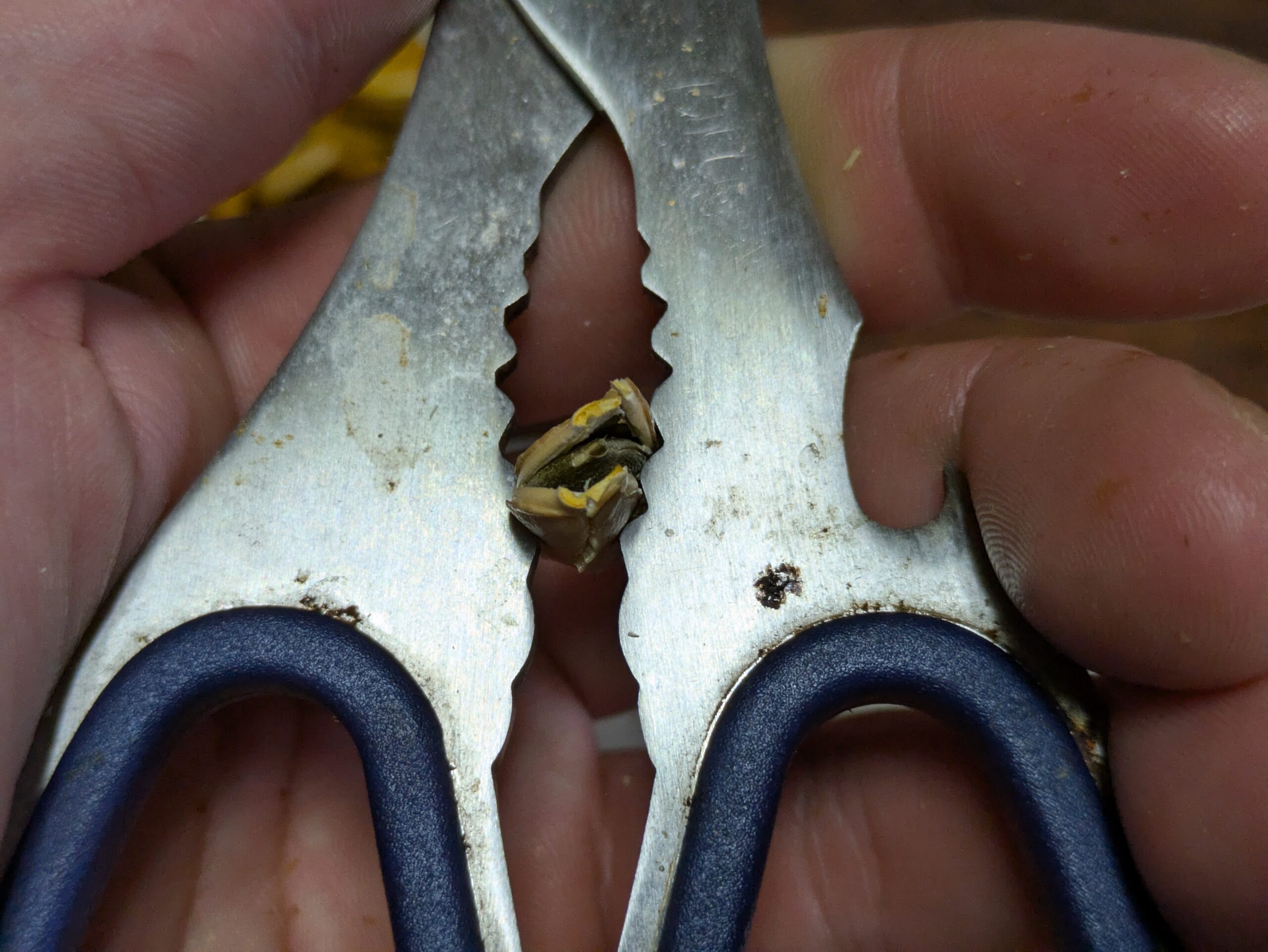 ハサミを使って加熱したカボチャの種の殻を割る様子