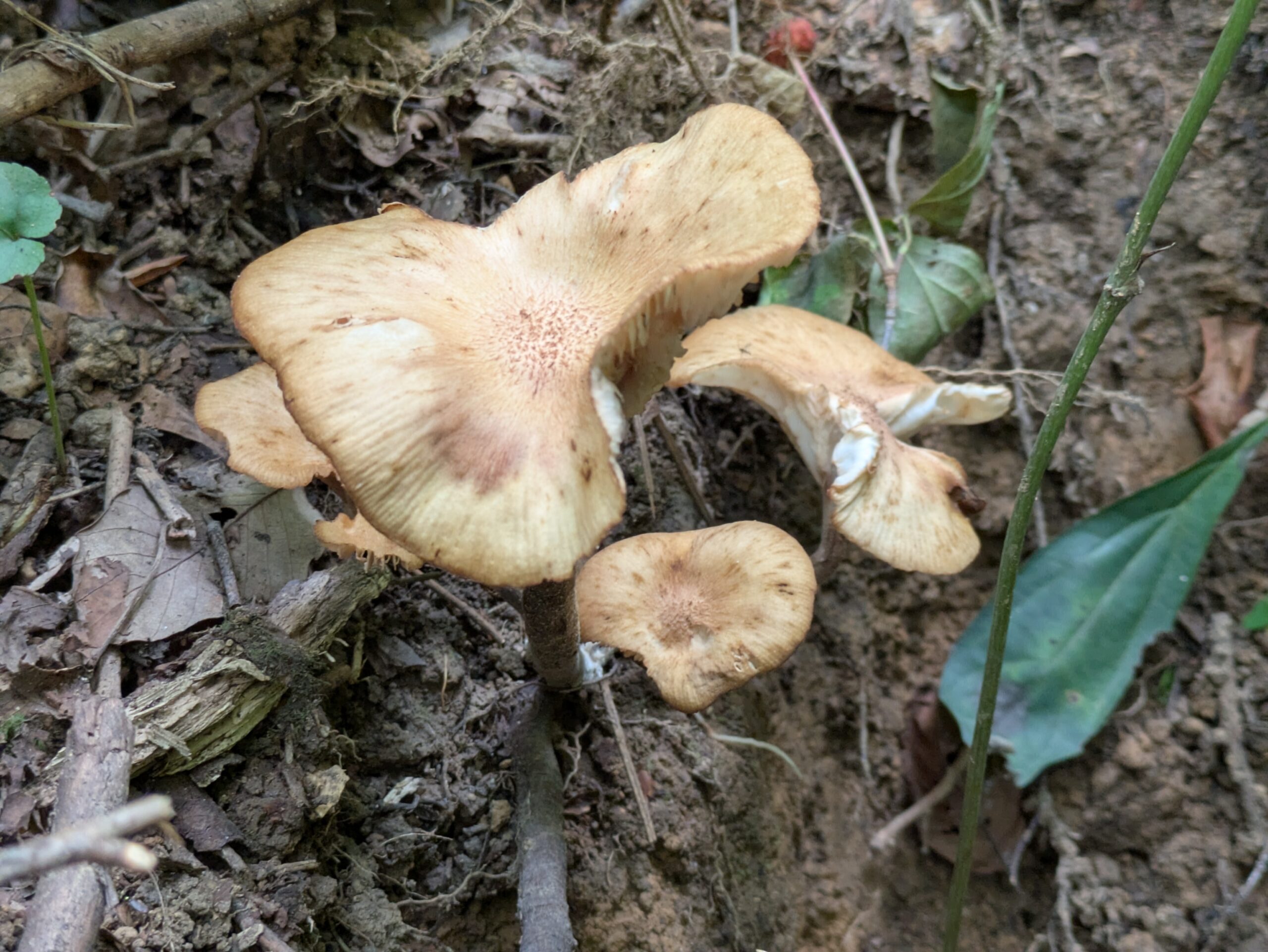 倉ケ嶽大池でまとまって生えていた茶色いキノコ
