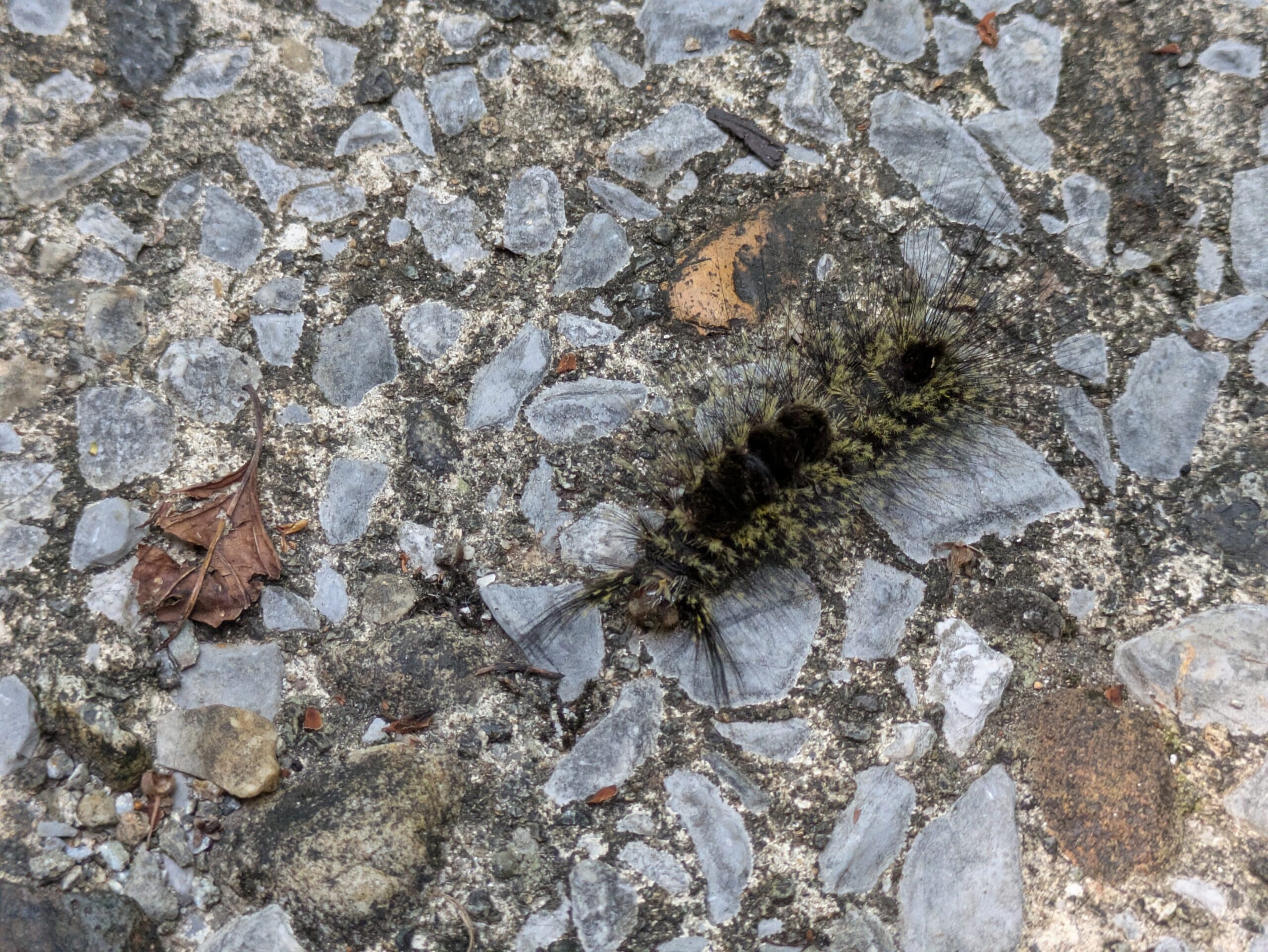 倉ケ嶽大池の遊歩道を歩いていたアカヒゲドクガの幼虫