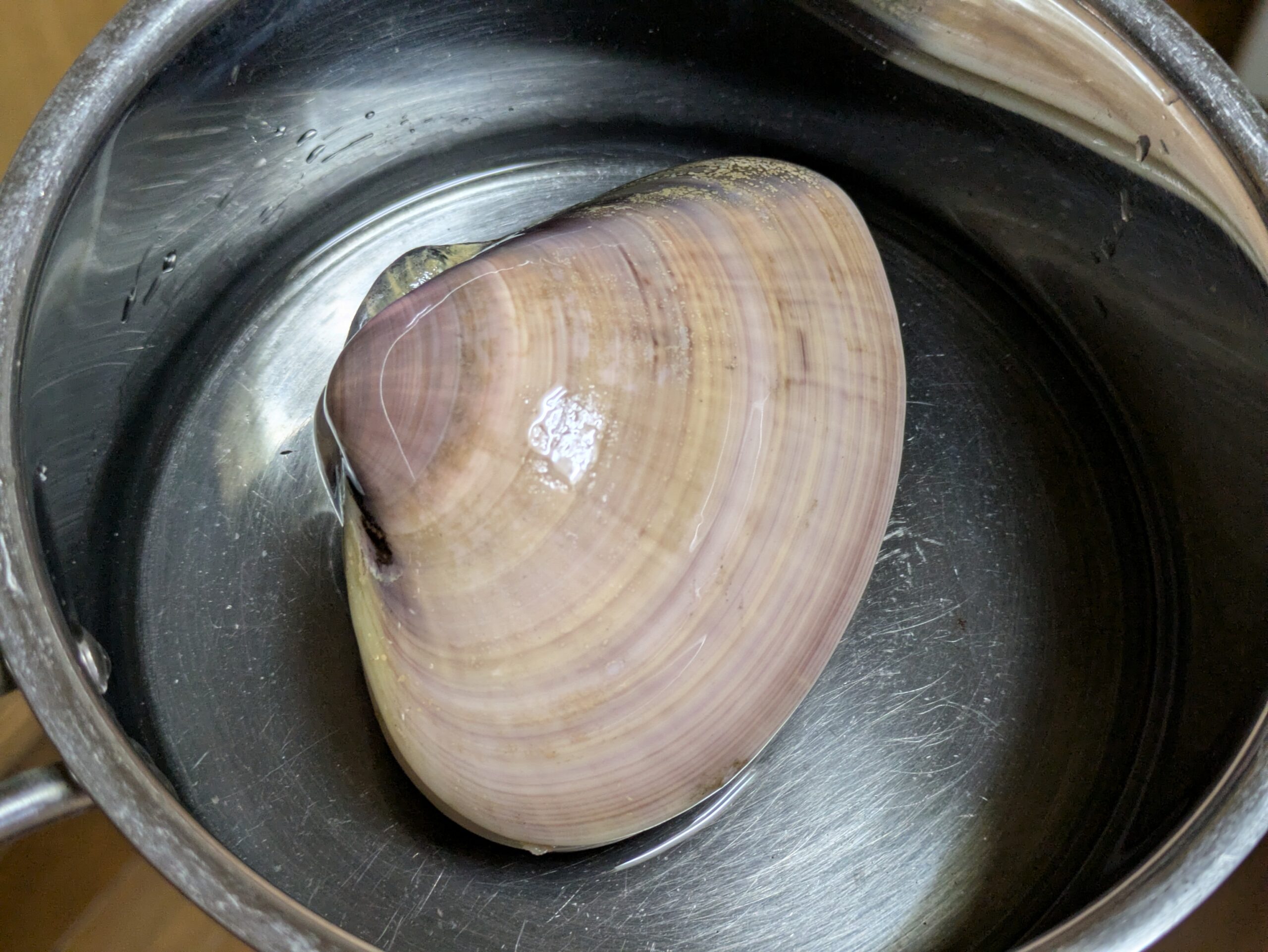 大きなハマグリを鍋に入れた様子