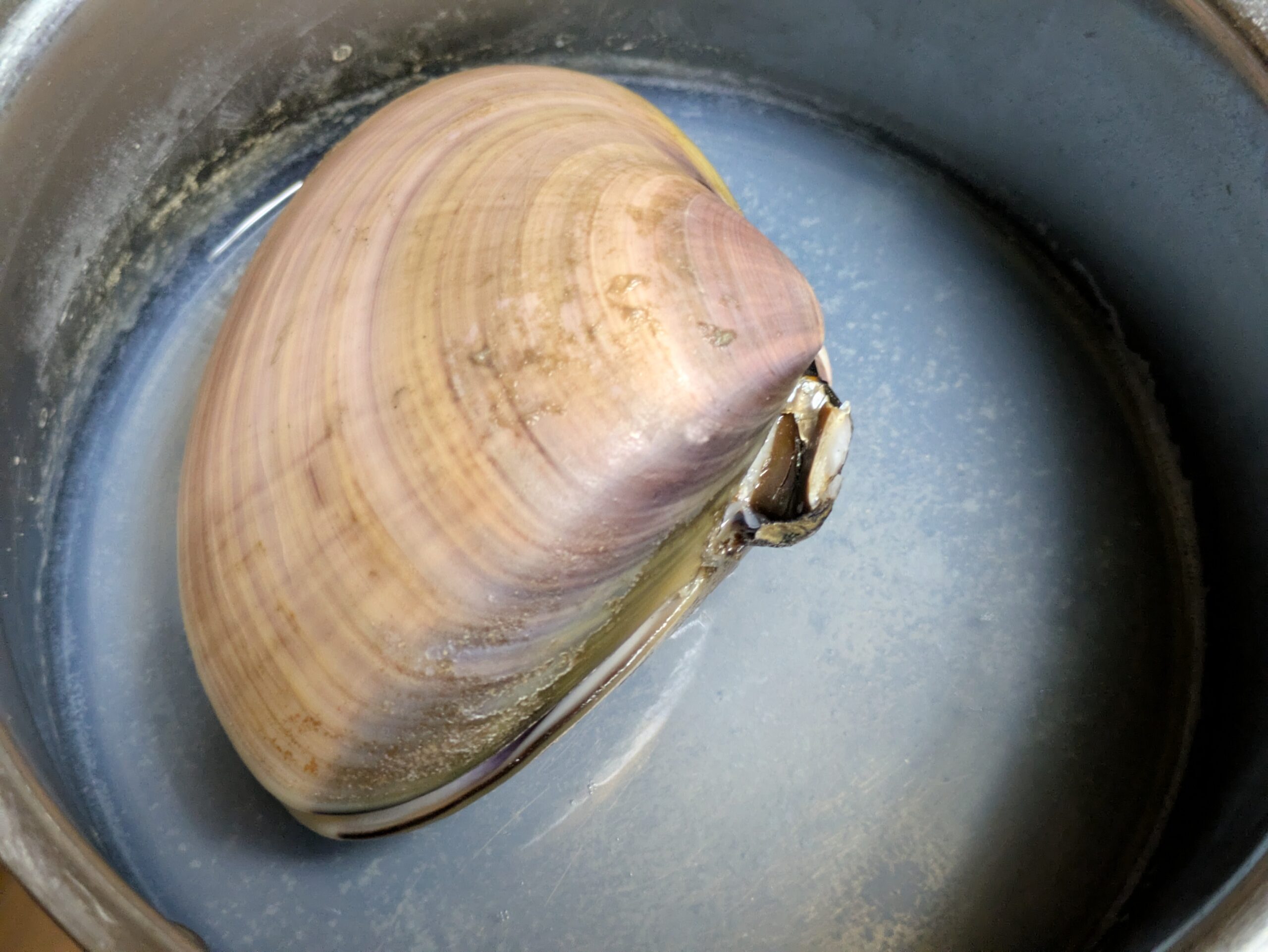酒蒸しにしても殻が閉じたままの大きなハマグリ