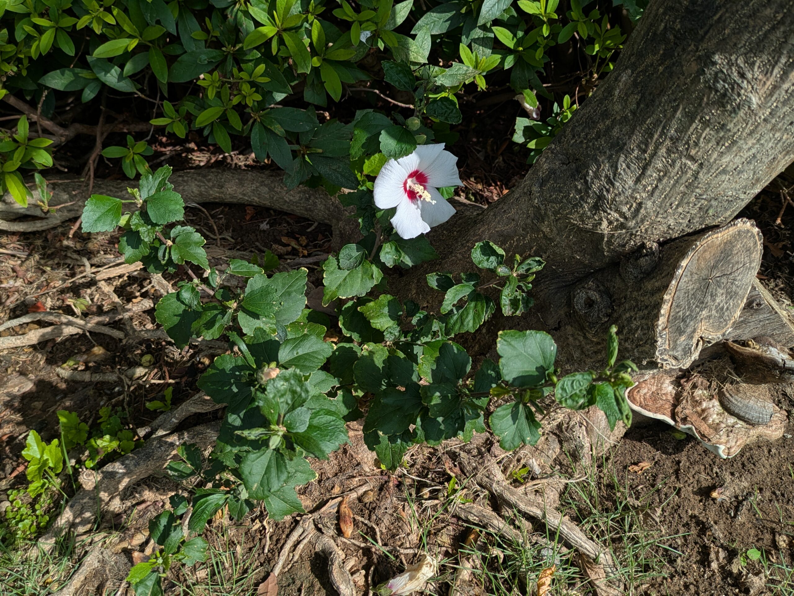 木の根元にひっそり咲くムクゲ
