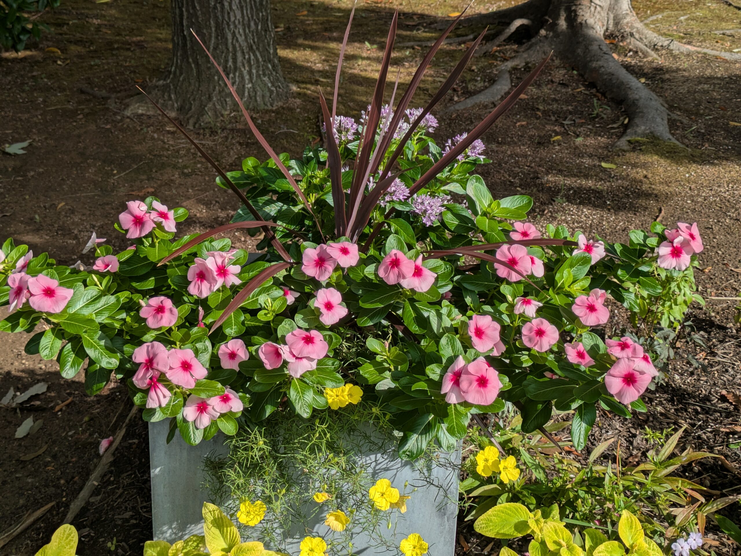 花壇に植えられたニチニチソウなどの花
