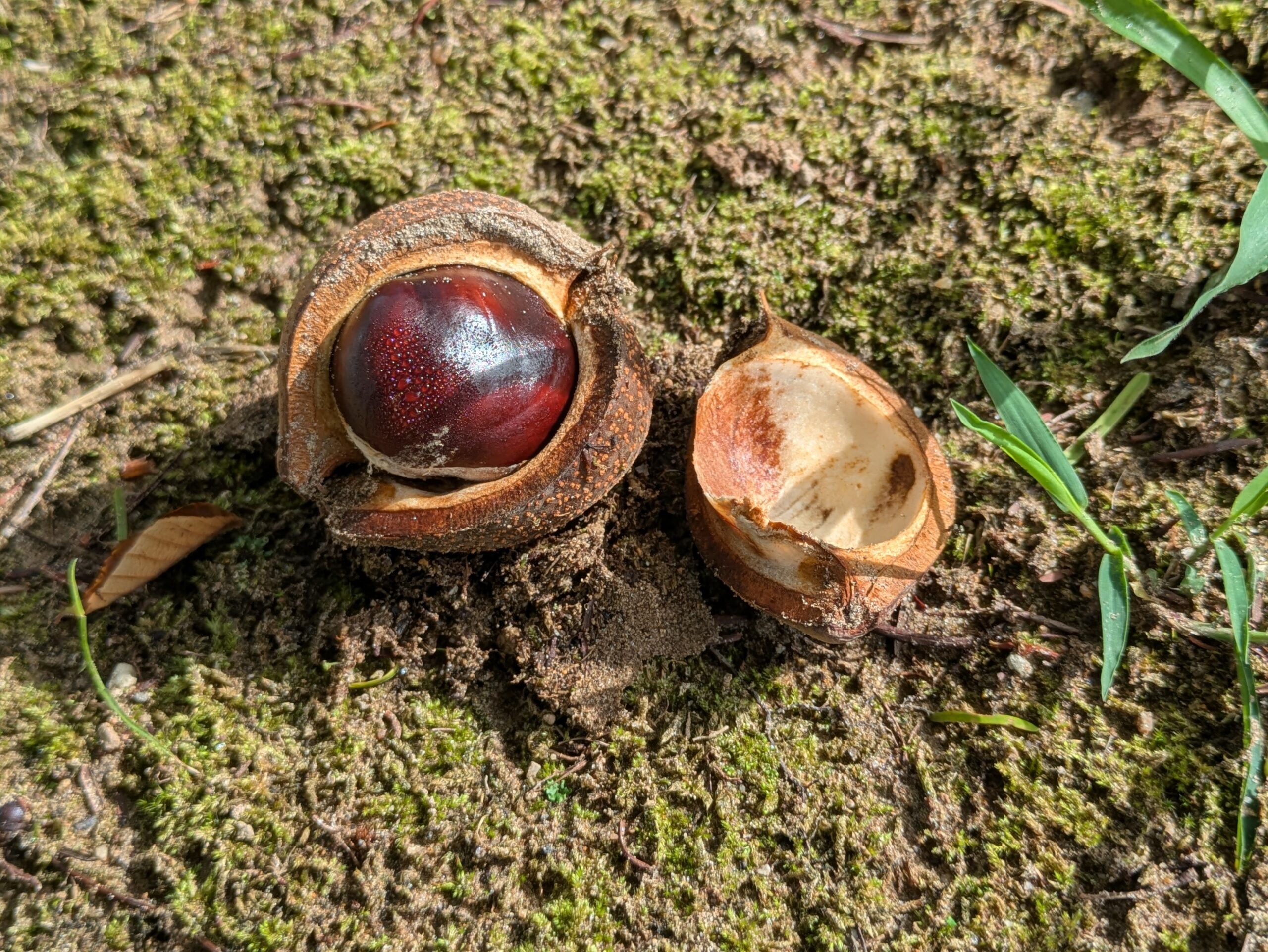 地面に落ちて果皮から出てきたトチの実