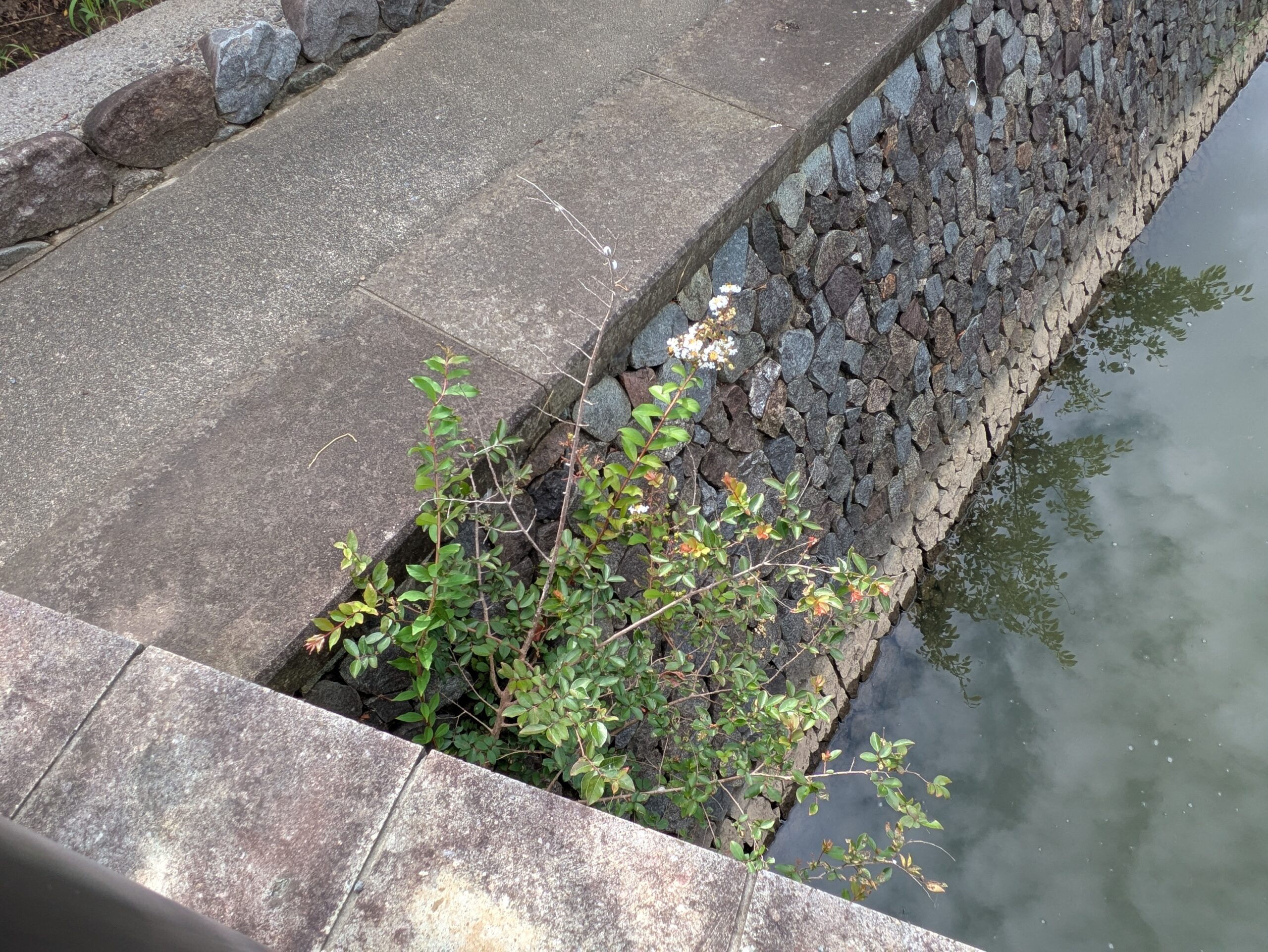 水路の石垣から伸びる白いサルスベリ