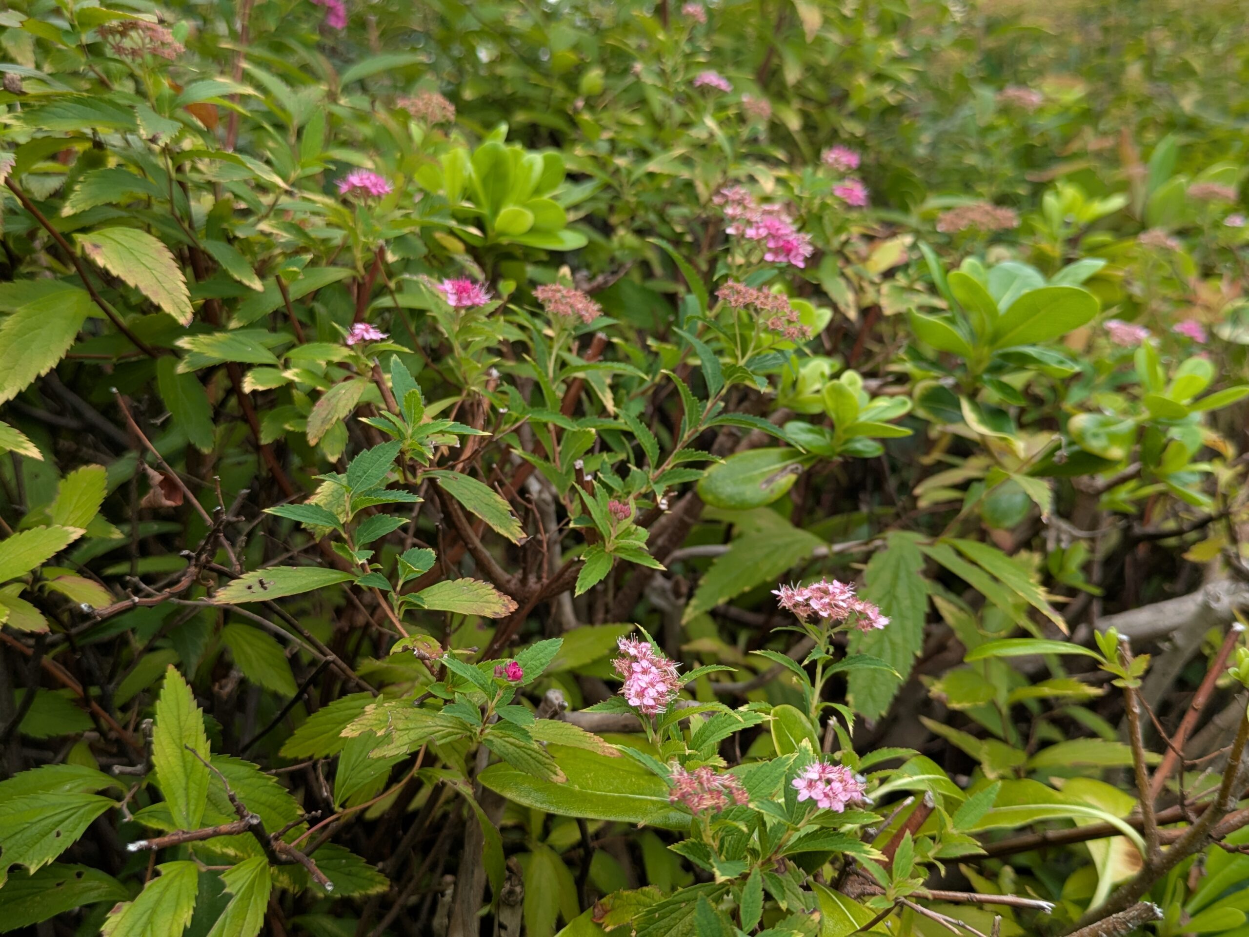 鞍月セントラルパークに残るシモツケの花