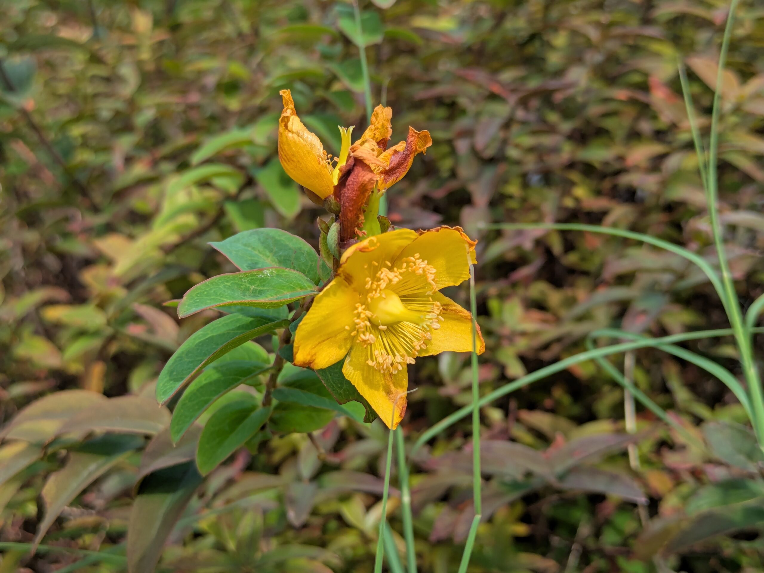 おもいでの森で咲いていたキンシバイの黄色い花