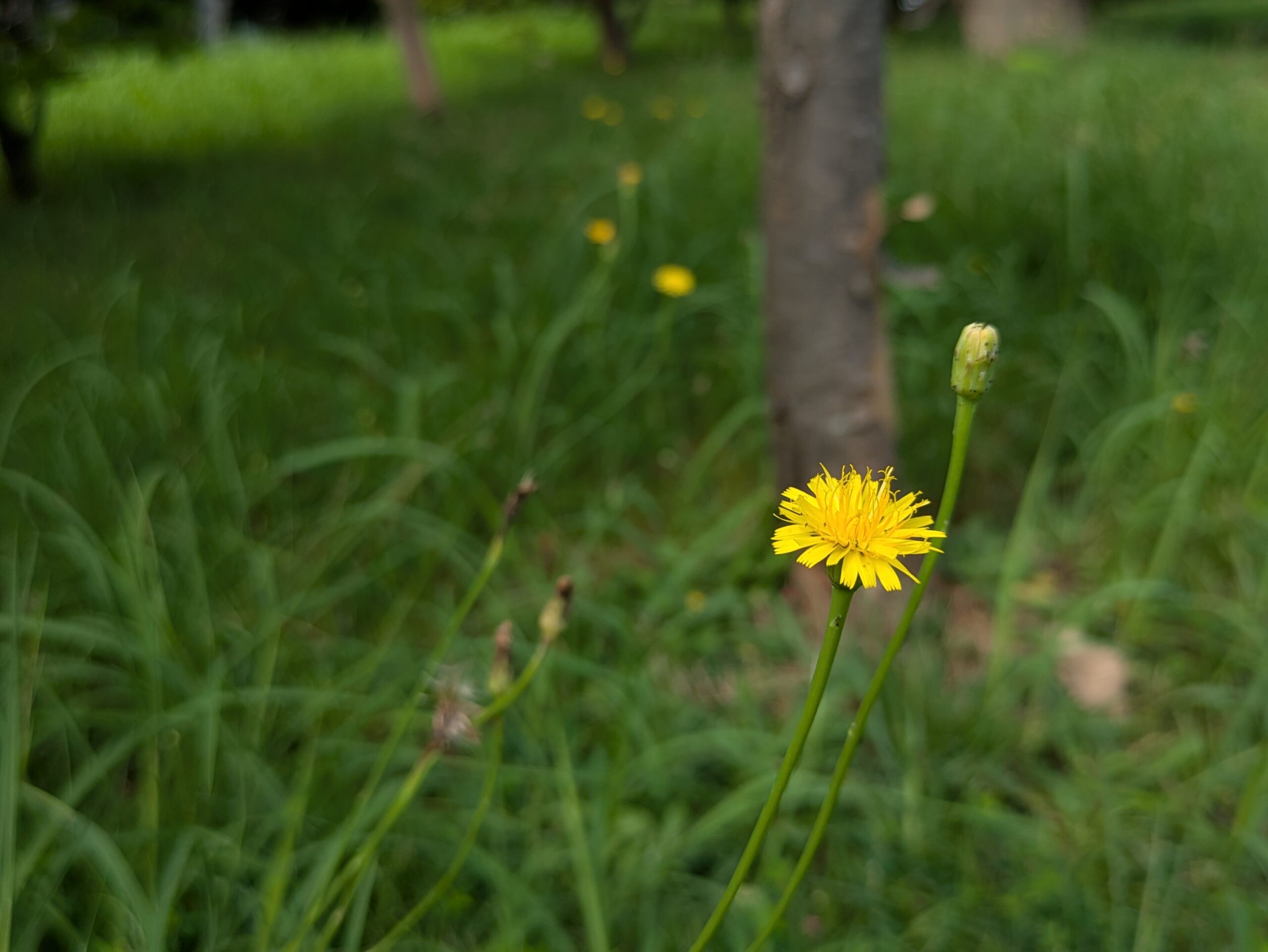 芝生付近で咲いていたブタナの黄色い花