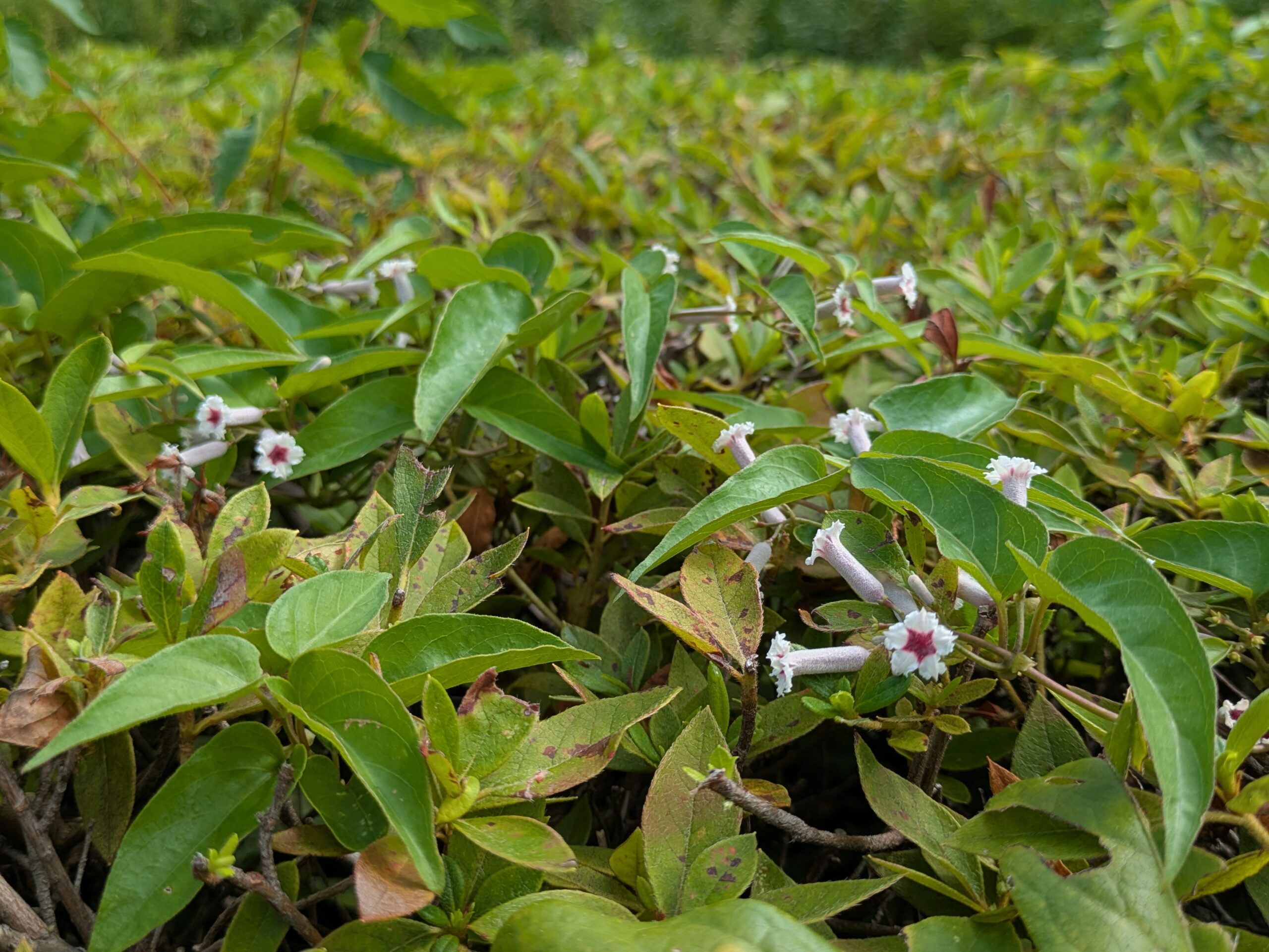 おもいでの森で咲いていたヘクソカズラの花
