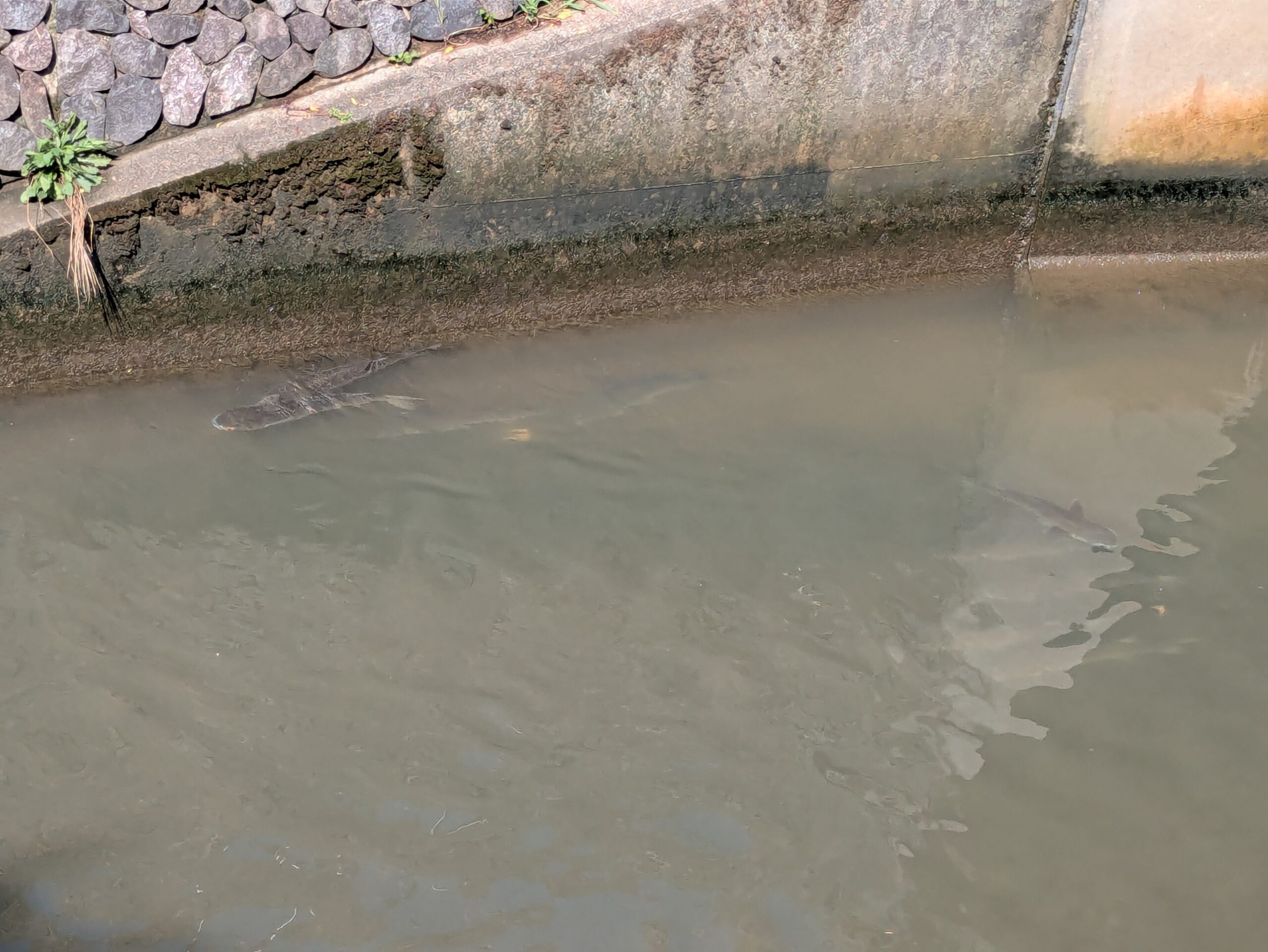 歴史の径横の水路を泳いでいたボラ