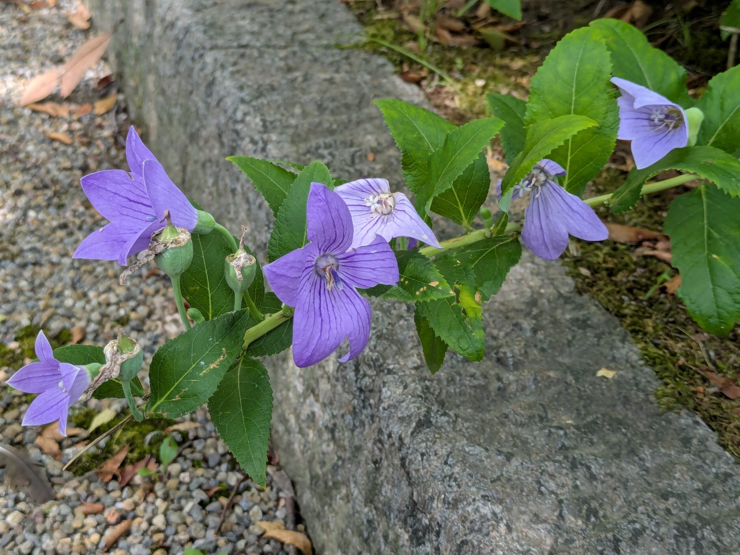 県民の杜で咲いていた紫色のキキョウの花