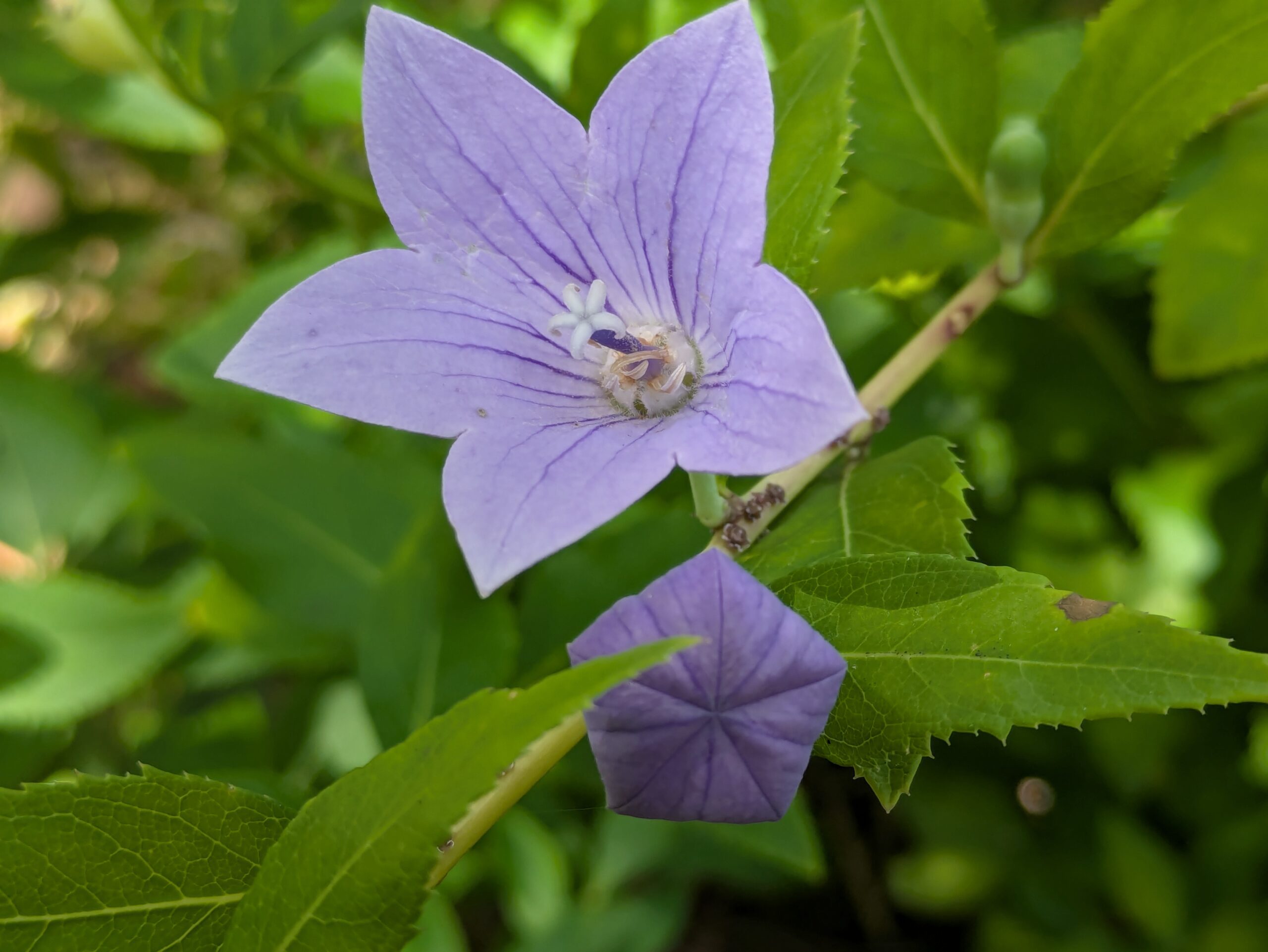 紫色の筋が美しいキキョウの花のアップ