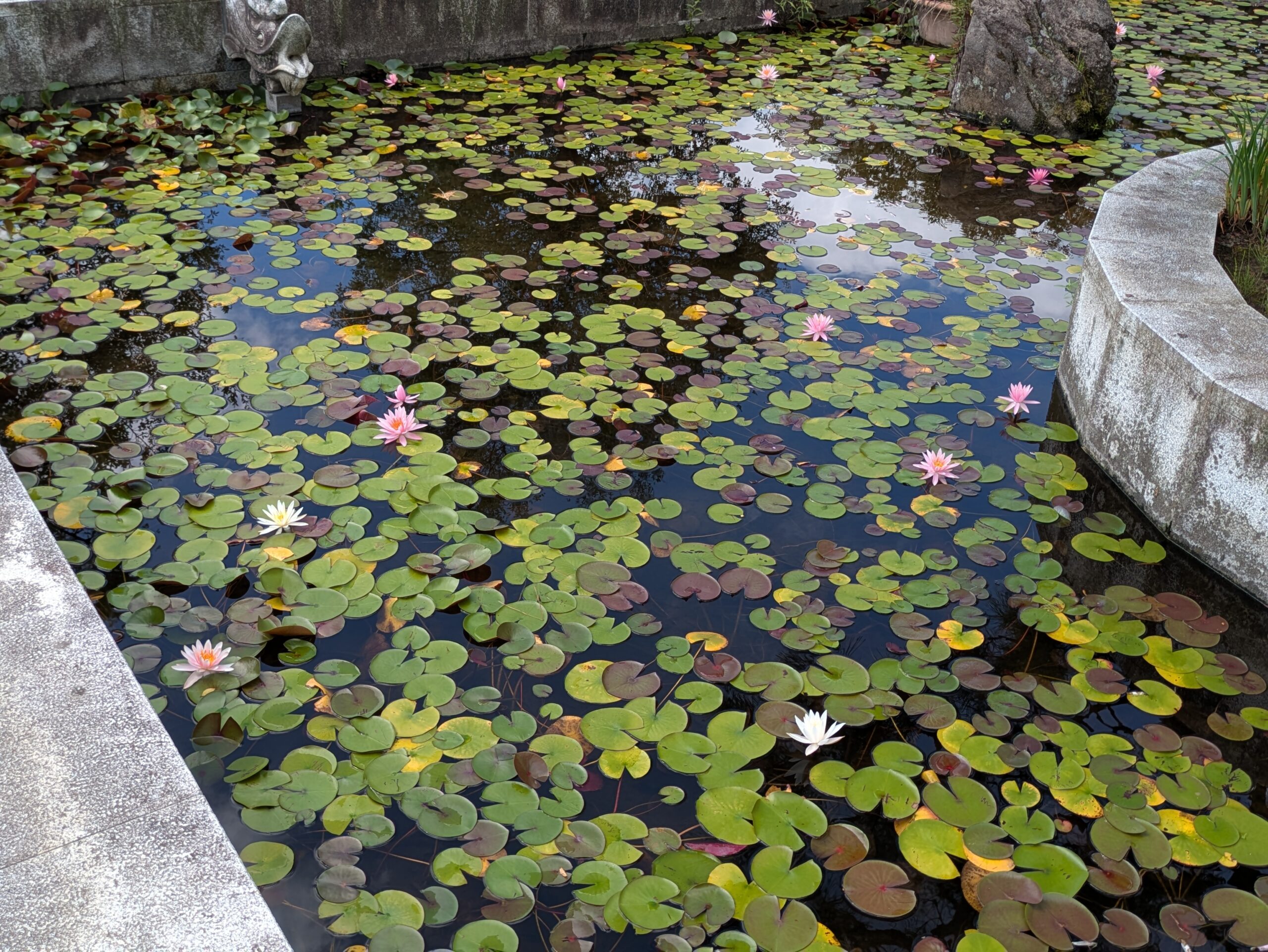全州市エリアの池に広がるスイレン