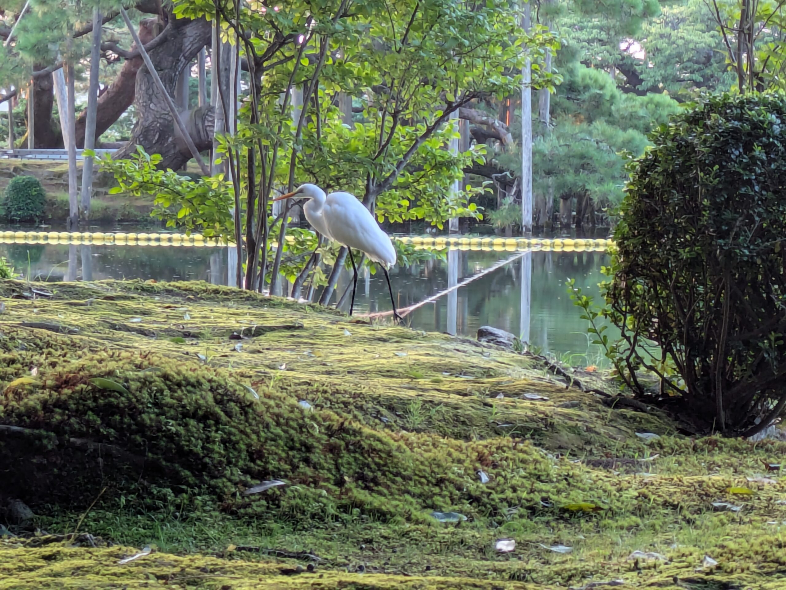 9月の早朝の兼六園で霞ヶ池のそばにいたチュウサギらしき白いサギ