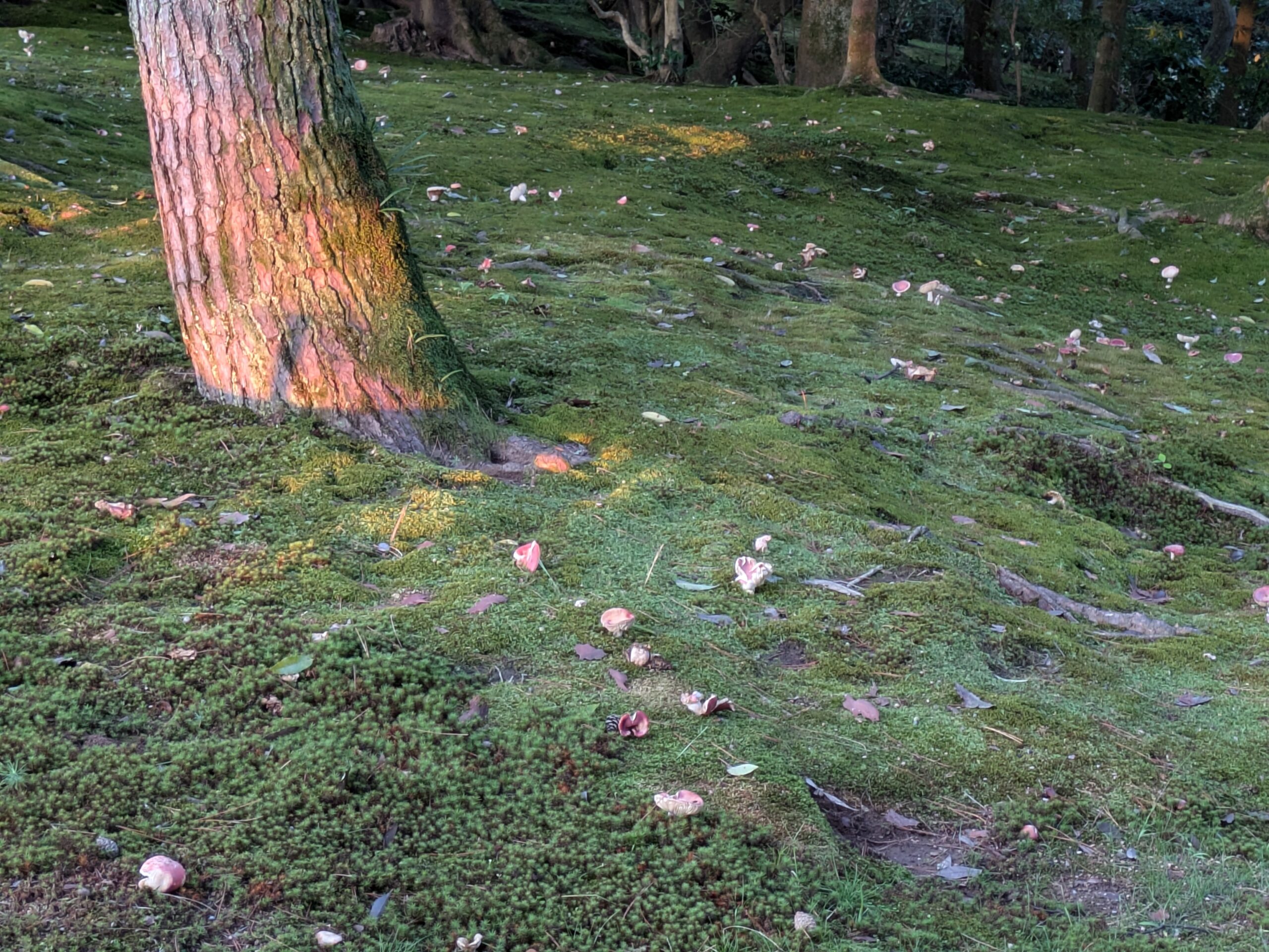 9月の兼六園の苔からたくさん生えていたキノコ