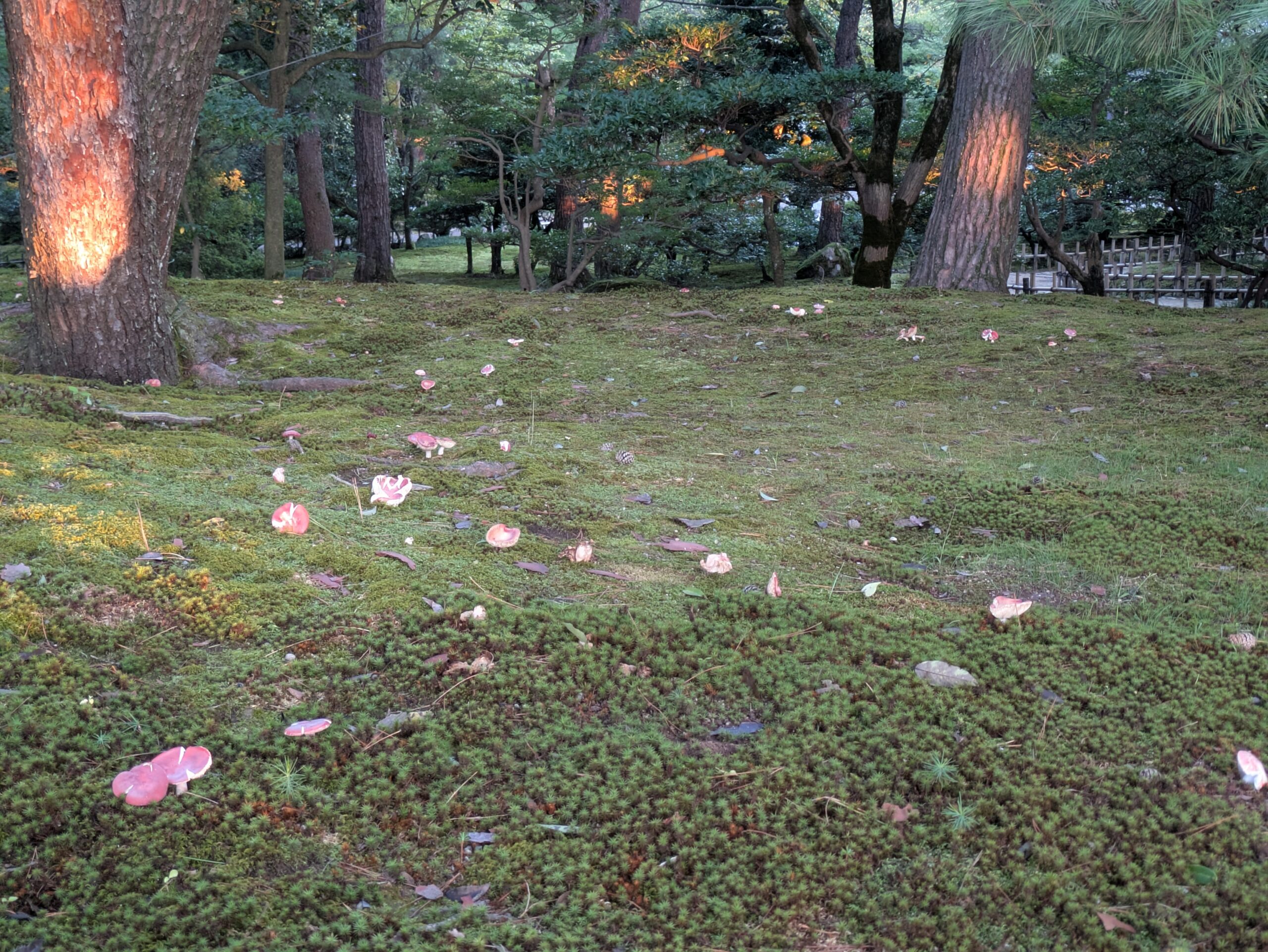 兼六園の苔の上に点々と生えているキノコ
