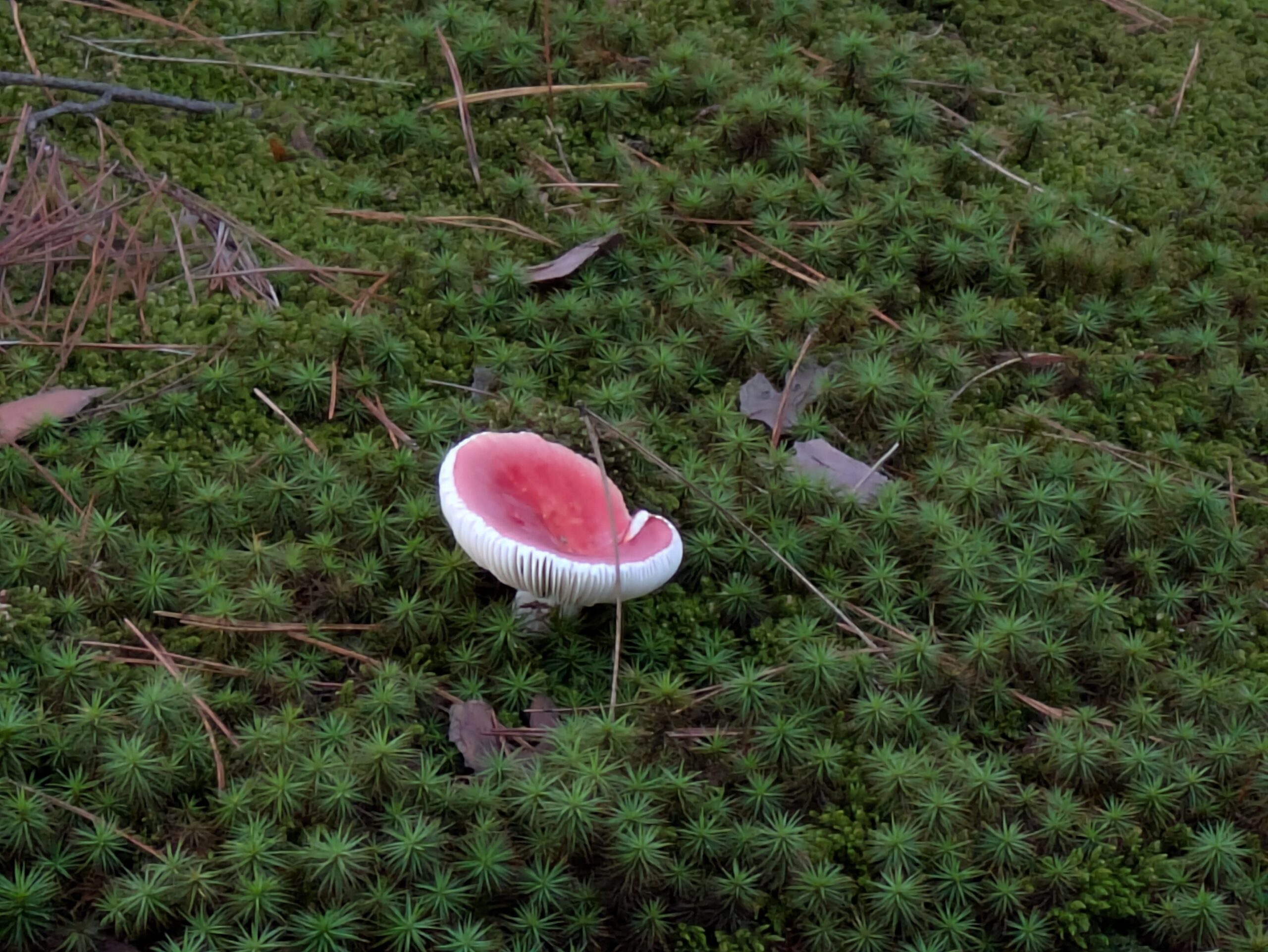 兼六園の苔の上に生えていた赤いベニタケ