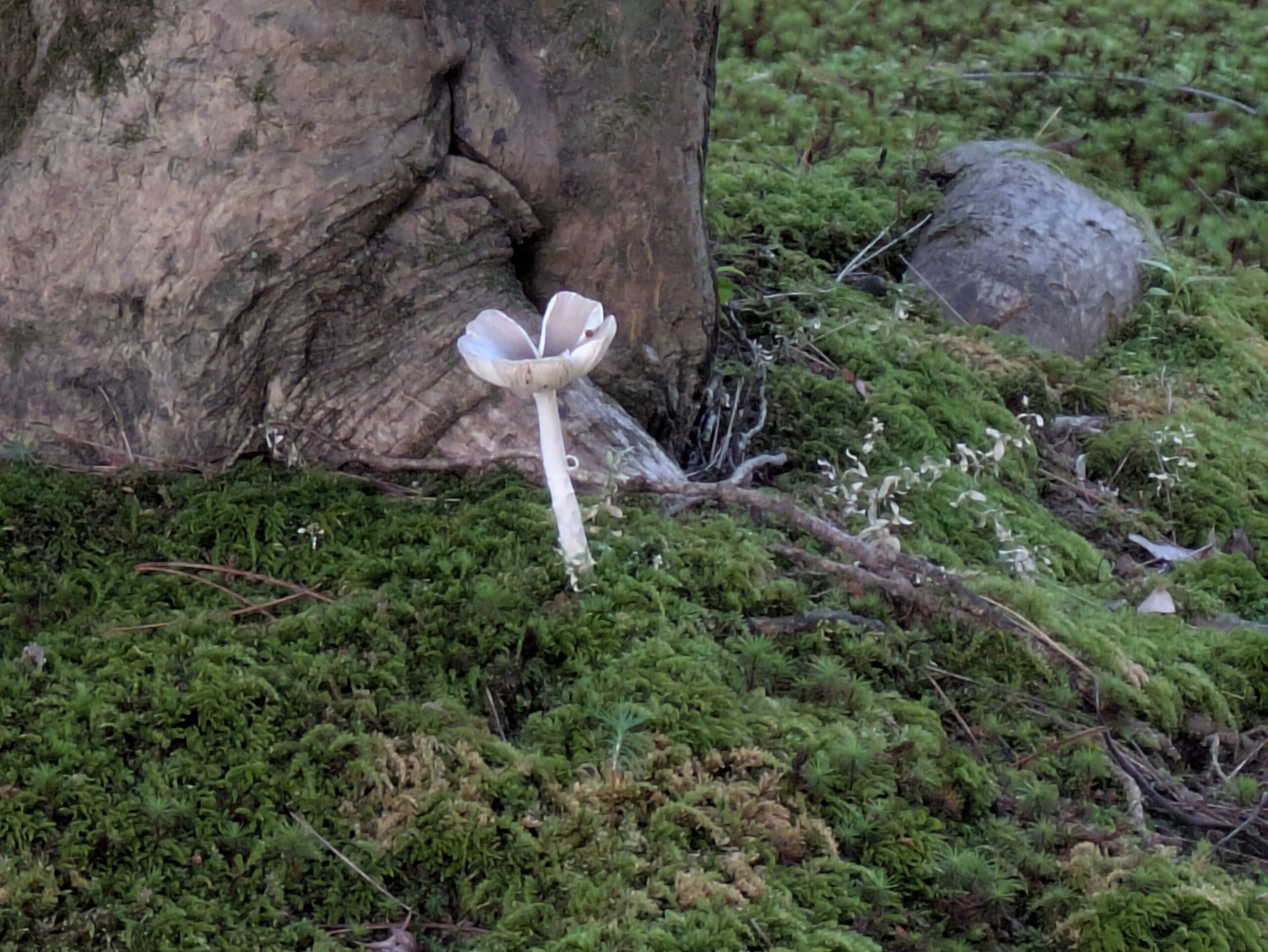 兼六園の木の根元に生えていた種類不明のキノコ