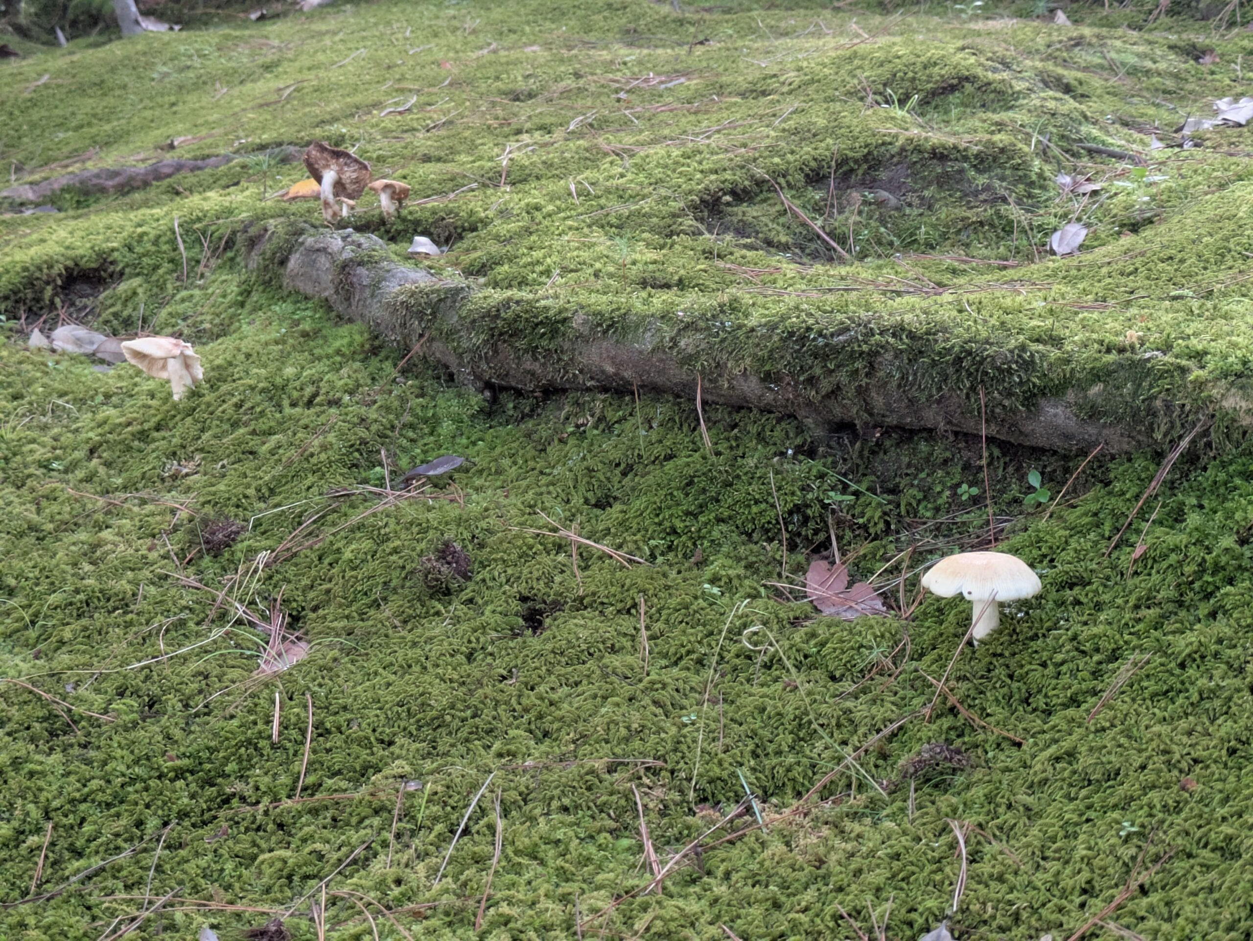 兼六園の苔の間から生えていた白いキノコ
