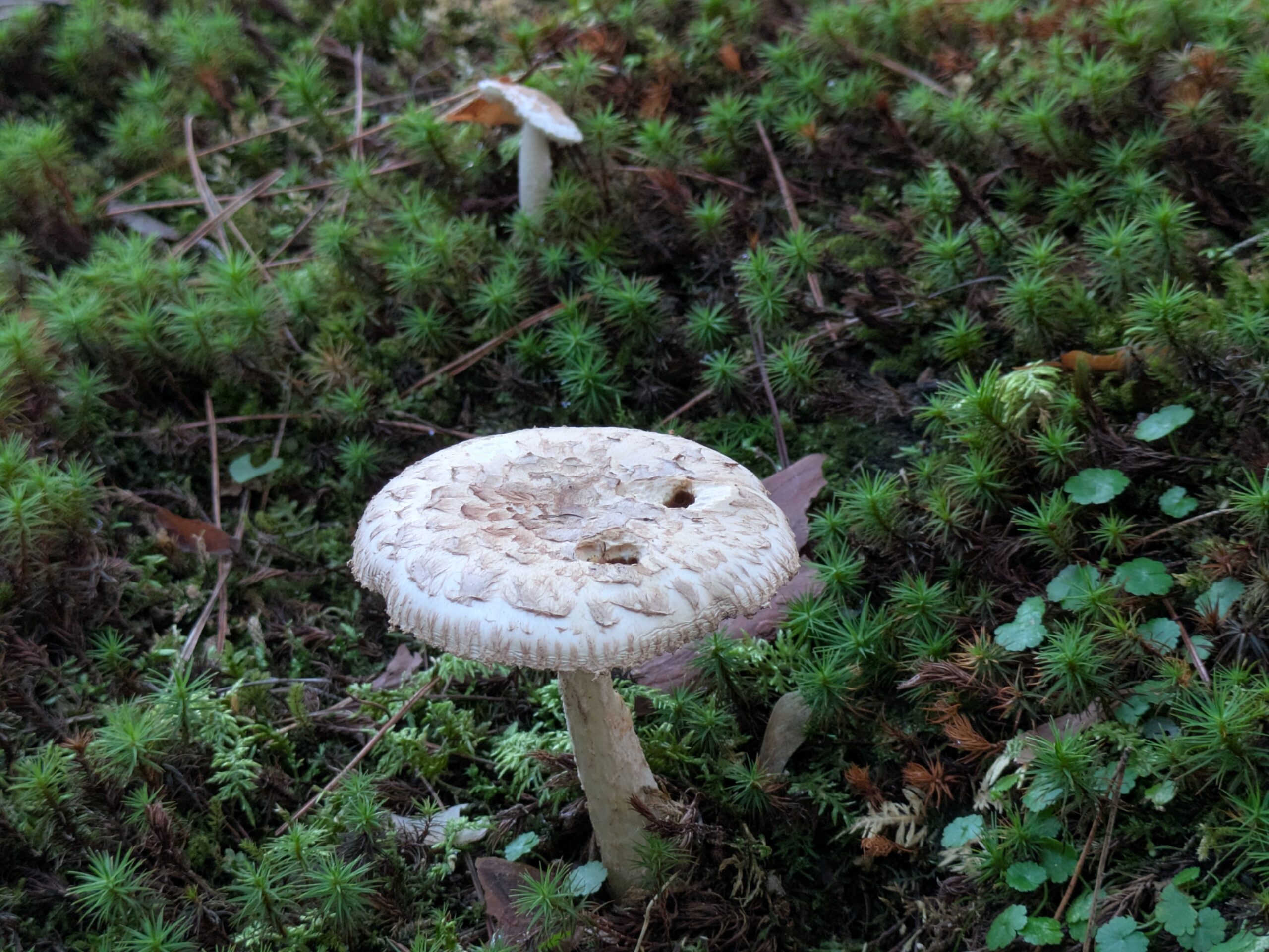 兼六園で見つけたフクロツルタケらしきキノコ