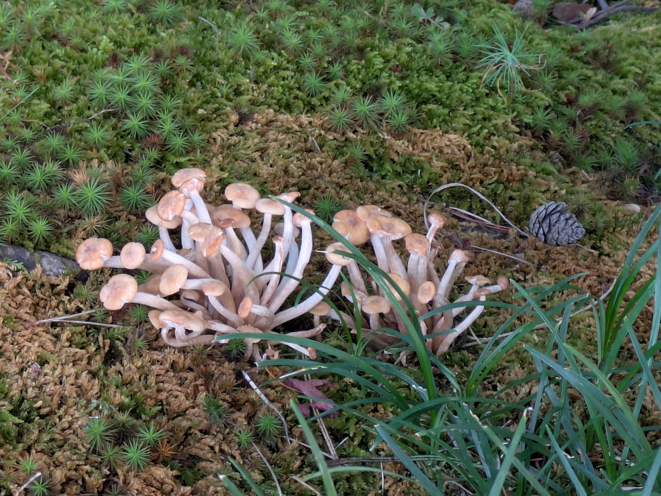 兼六園で群生していたナラタケモドキらしきキノコ