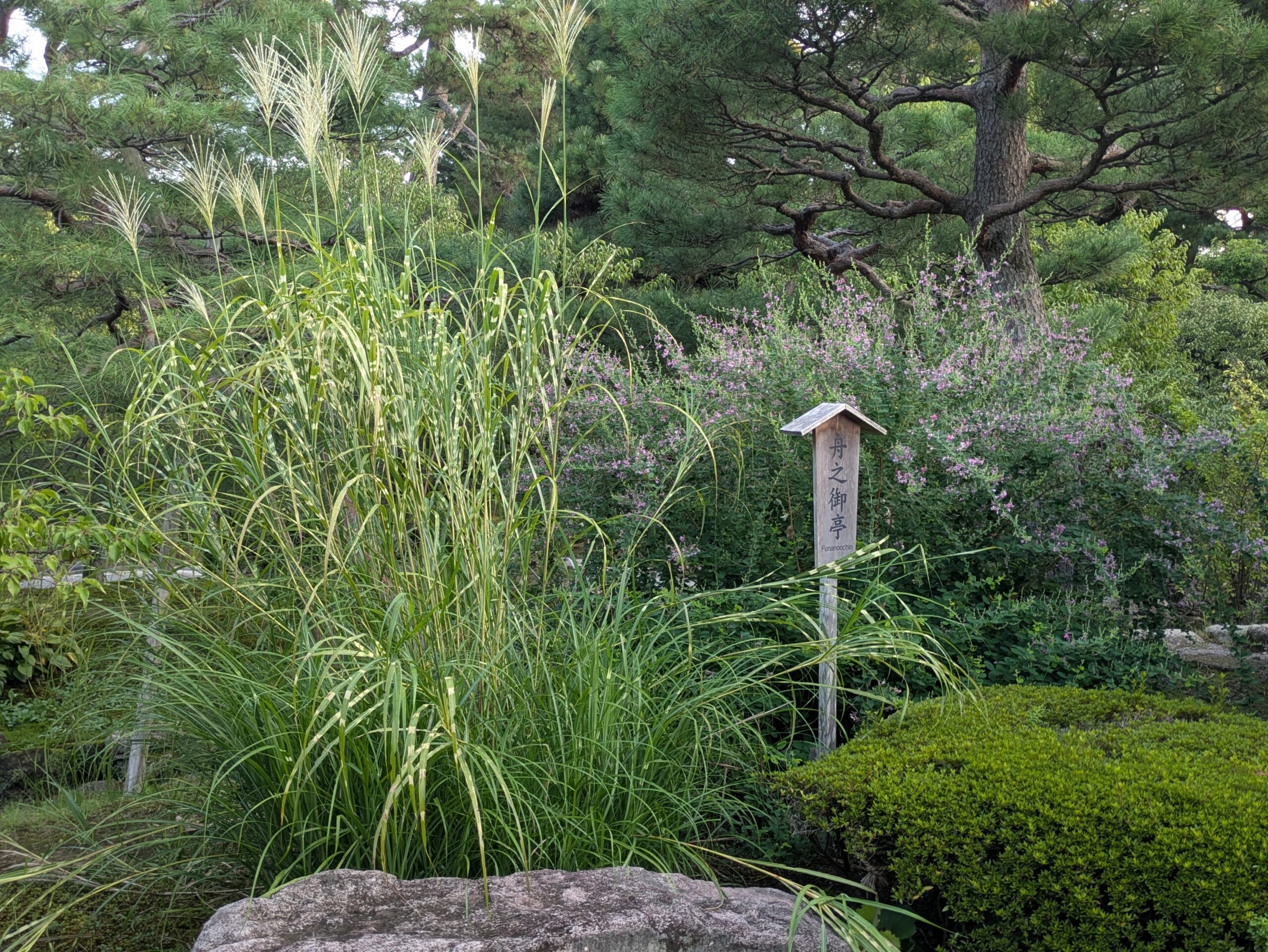 兼六園で見られたタカノハススキと花を咲かせるハギ