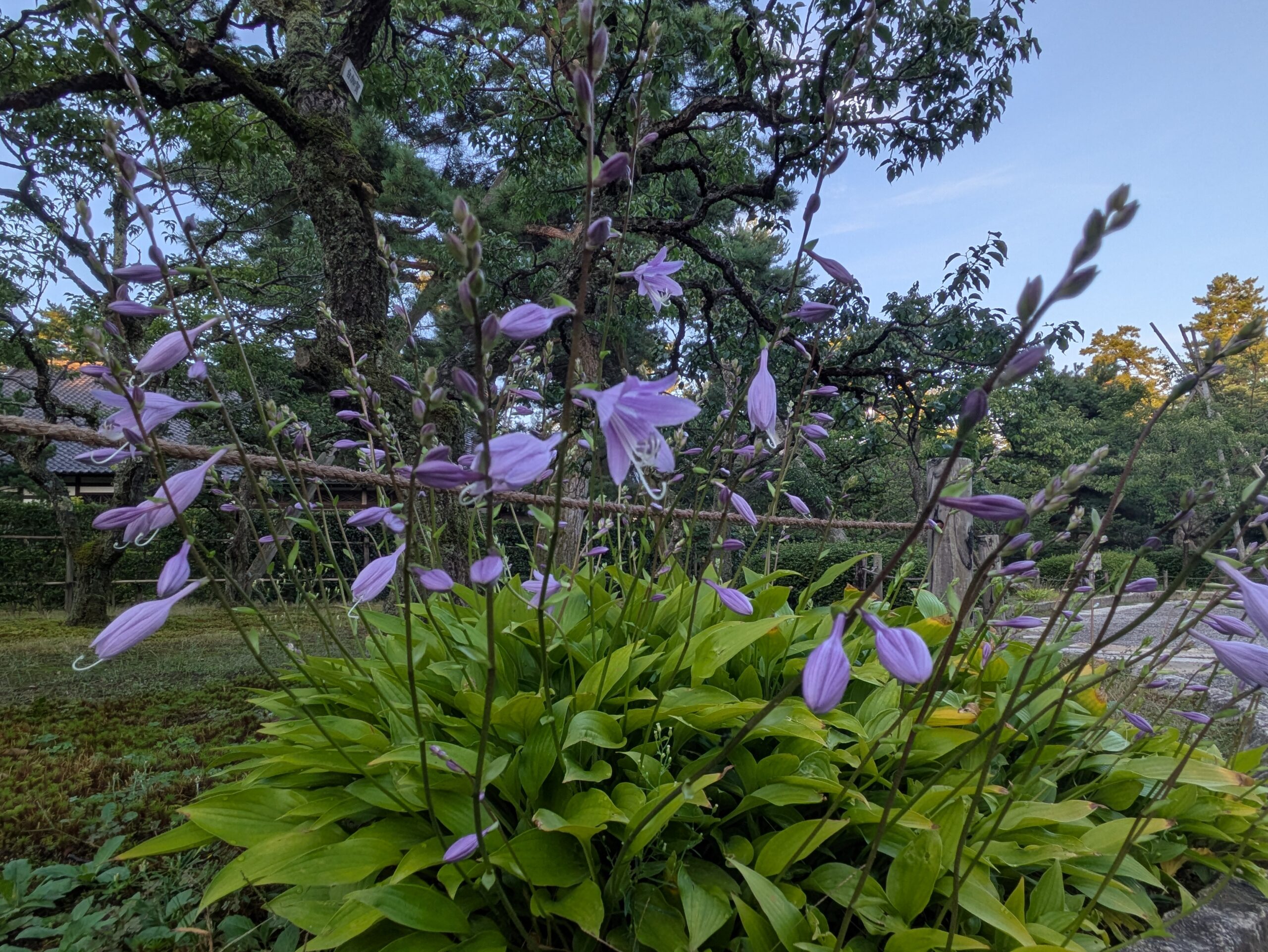 9月の兼六園で紫色の花を咲かせていたコバギボウシ