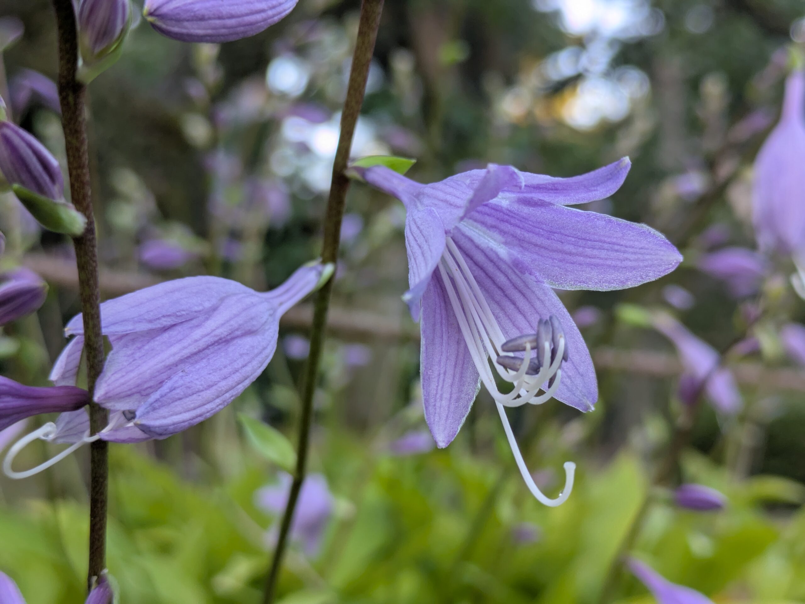 兼六園で咲いていたコバギボウシの紫色の花