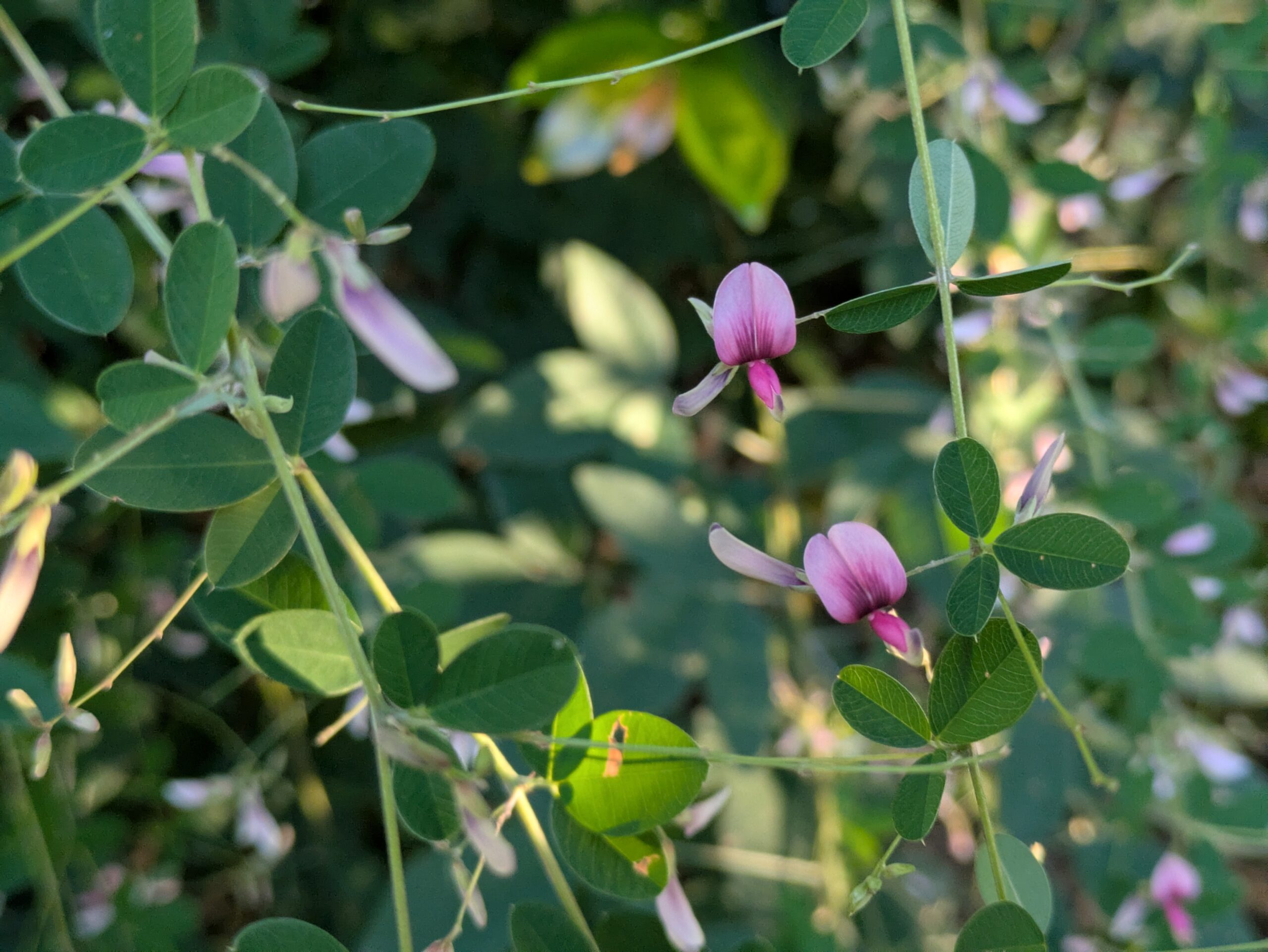 9月の金沢城公園で咲いていたハギの花