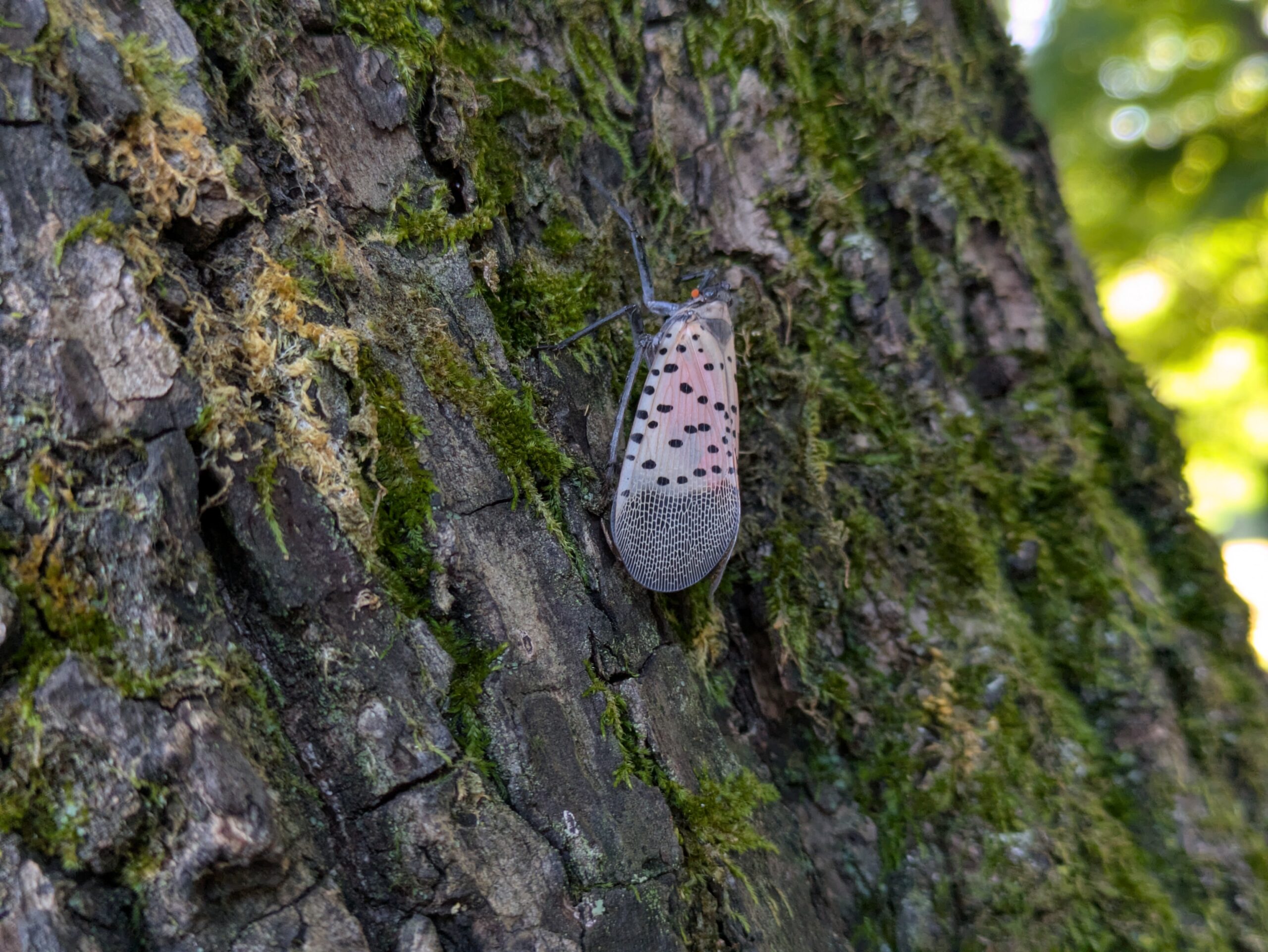 ニワウルシの幹に止まるシタベニハゴロモの成虫