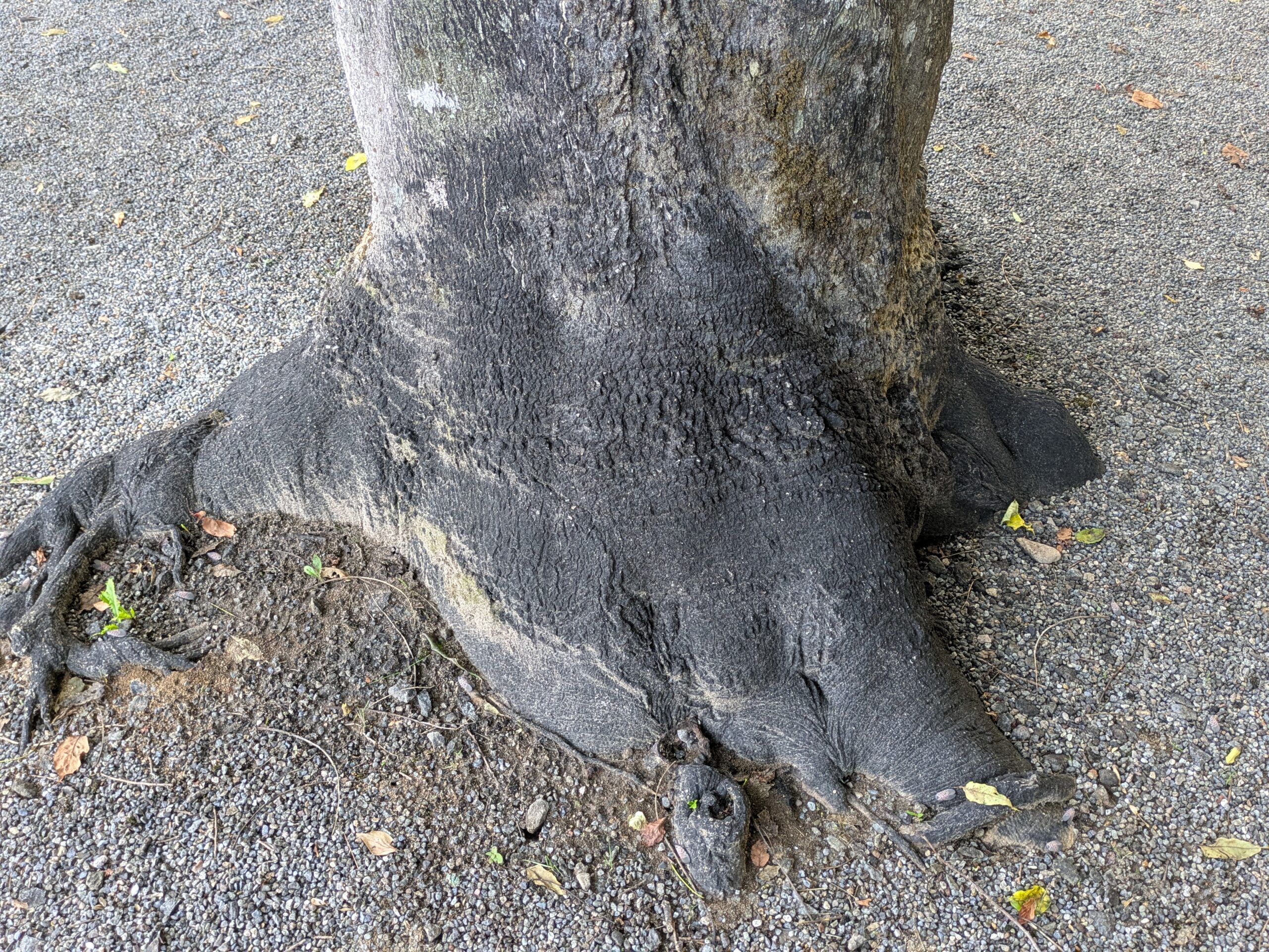 金沢城公園のニワウルシの黒く変色した根元