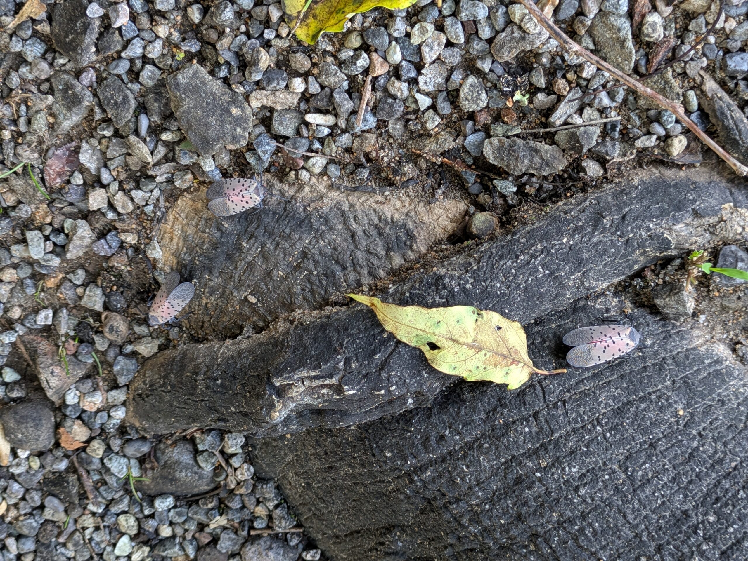 黒く変色したニワウルシの根元に集まるシタベニハゴロモ