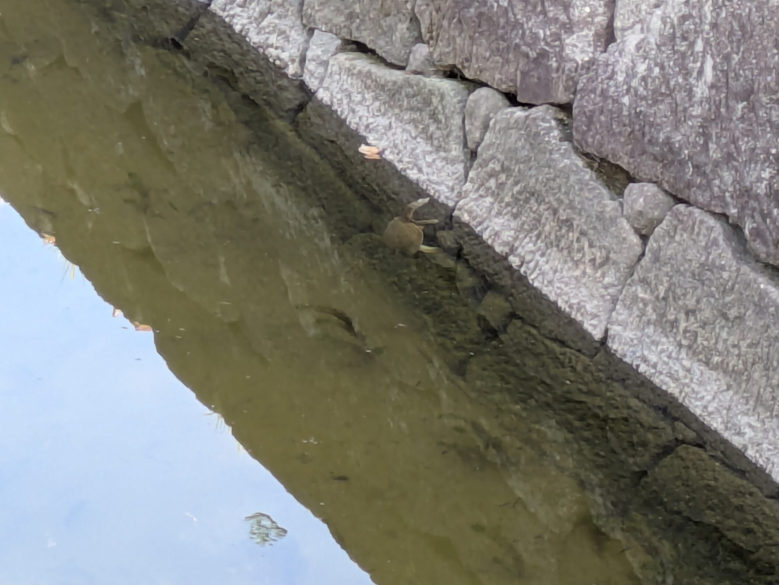 金沢城公園の堀の石垣に張り付いて水面から顔を出すスッポン