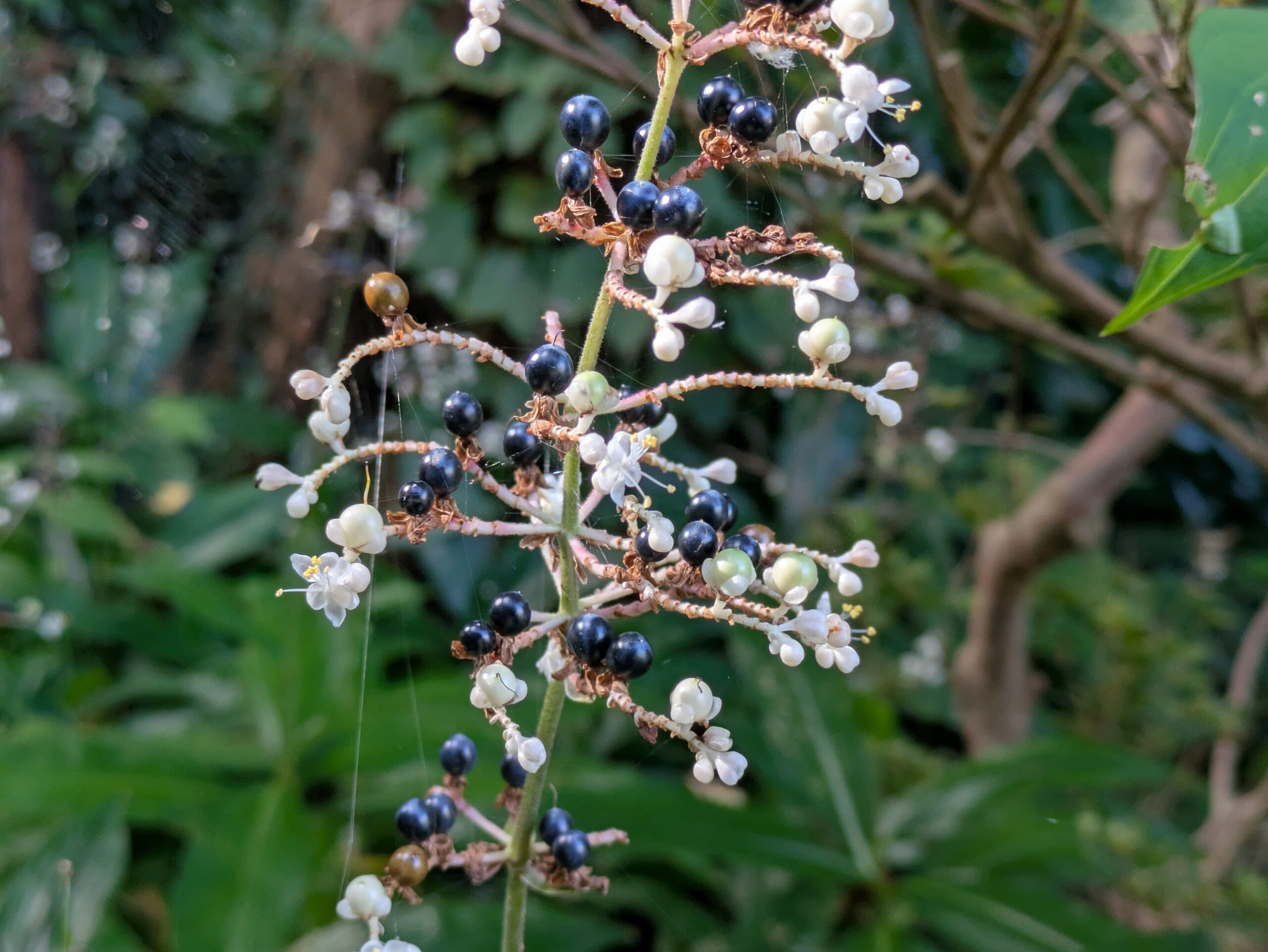 花と白い実と黒く熟した実が同時に付いたヤブミョウガ