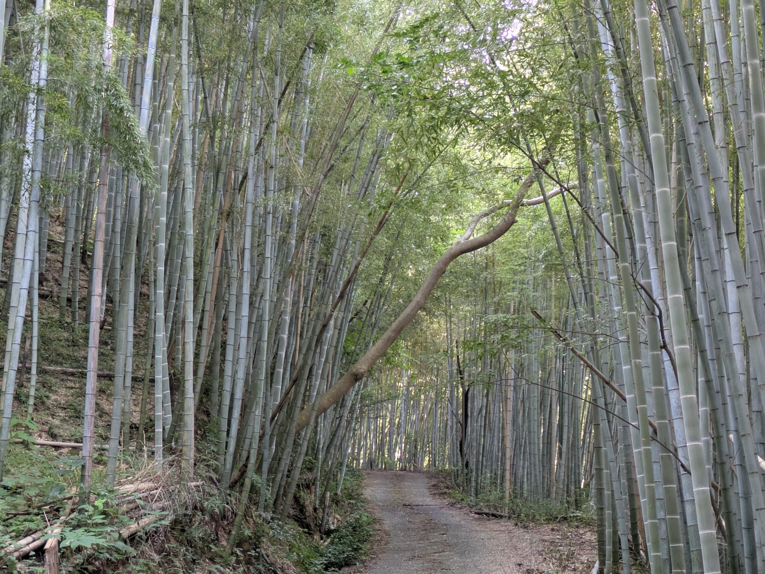 道の両側に高い竹が立ち並ぶ竹林