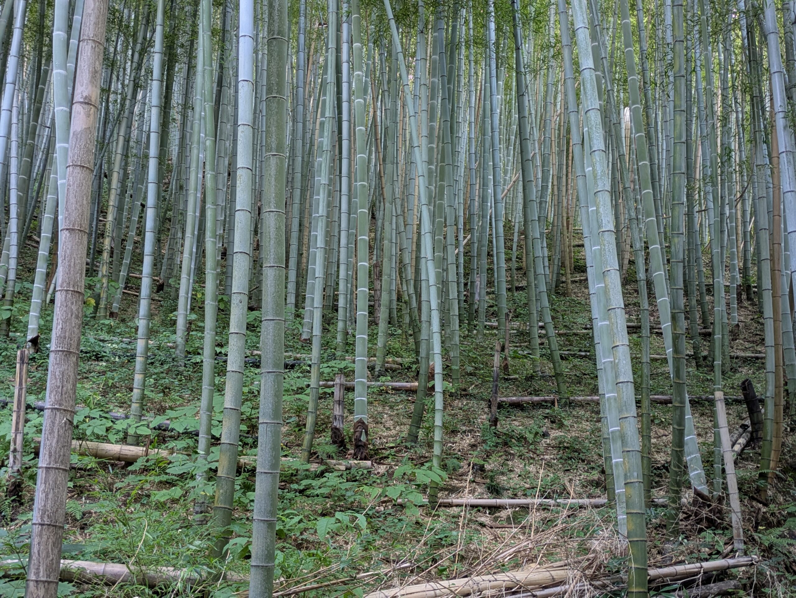 薄暗い竹林に並ぶ竹の幹と節