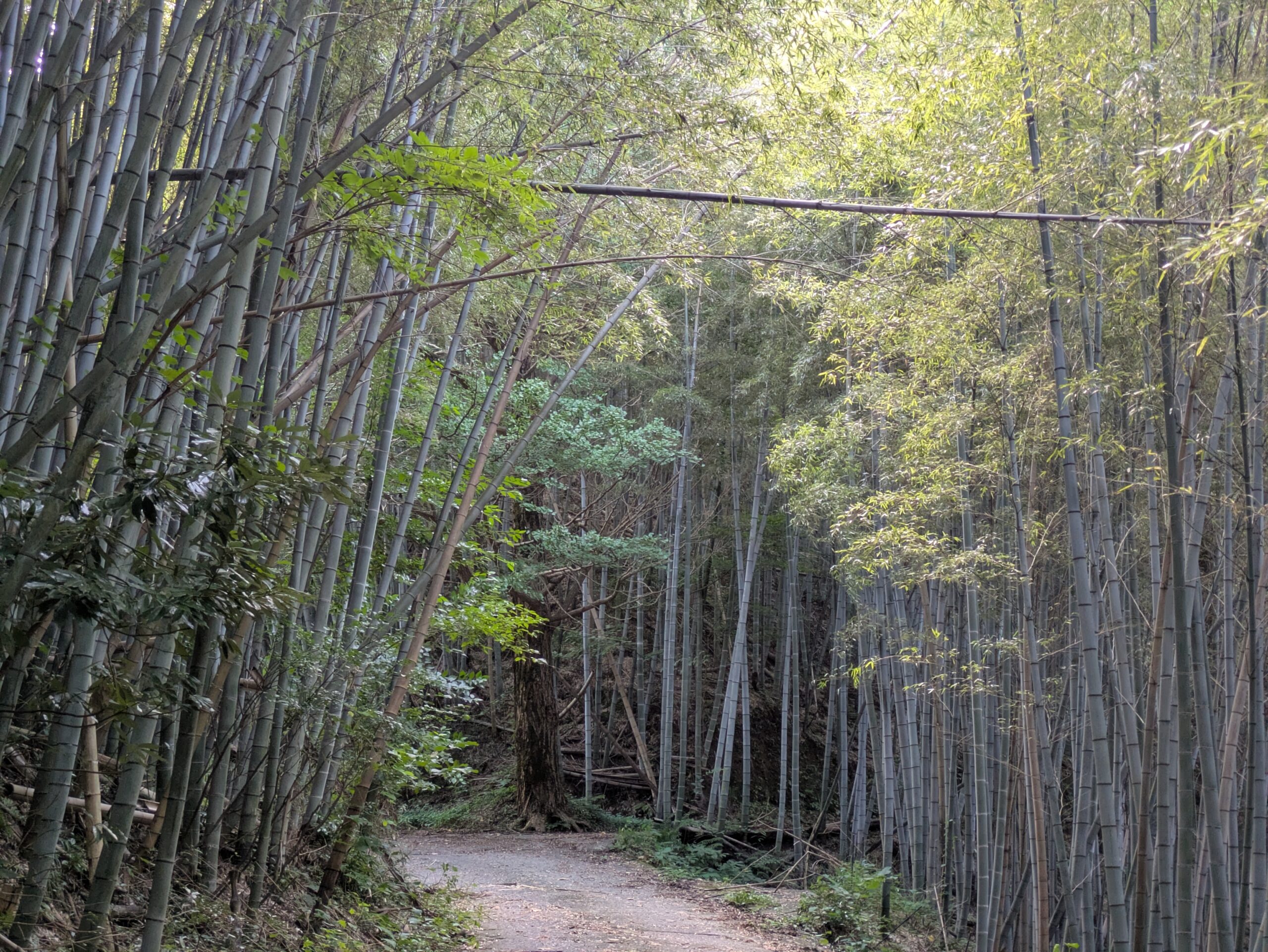 金沢の山道に広がる竹林と散策路