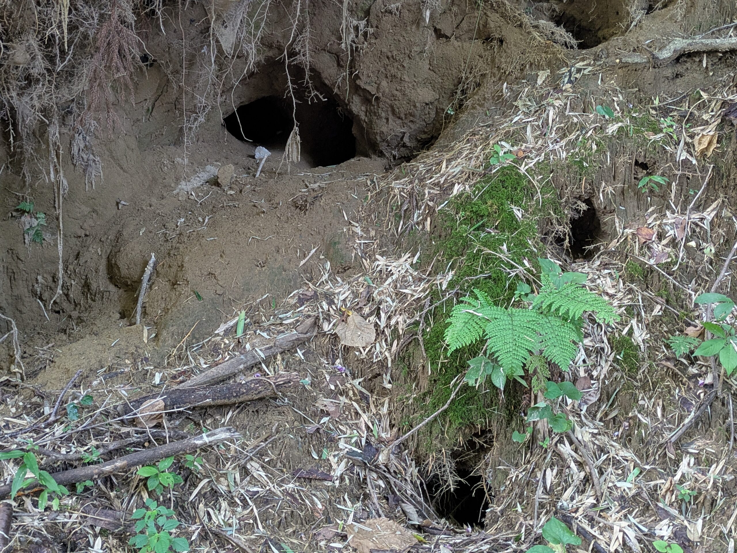 竹林の土の斜面に複数開いていた動物の巣穴