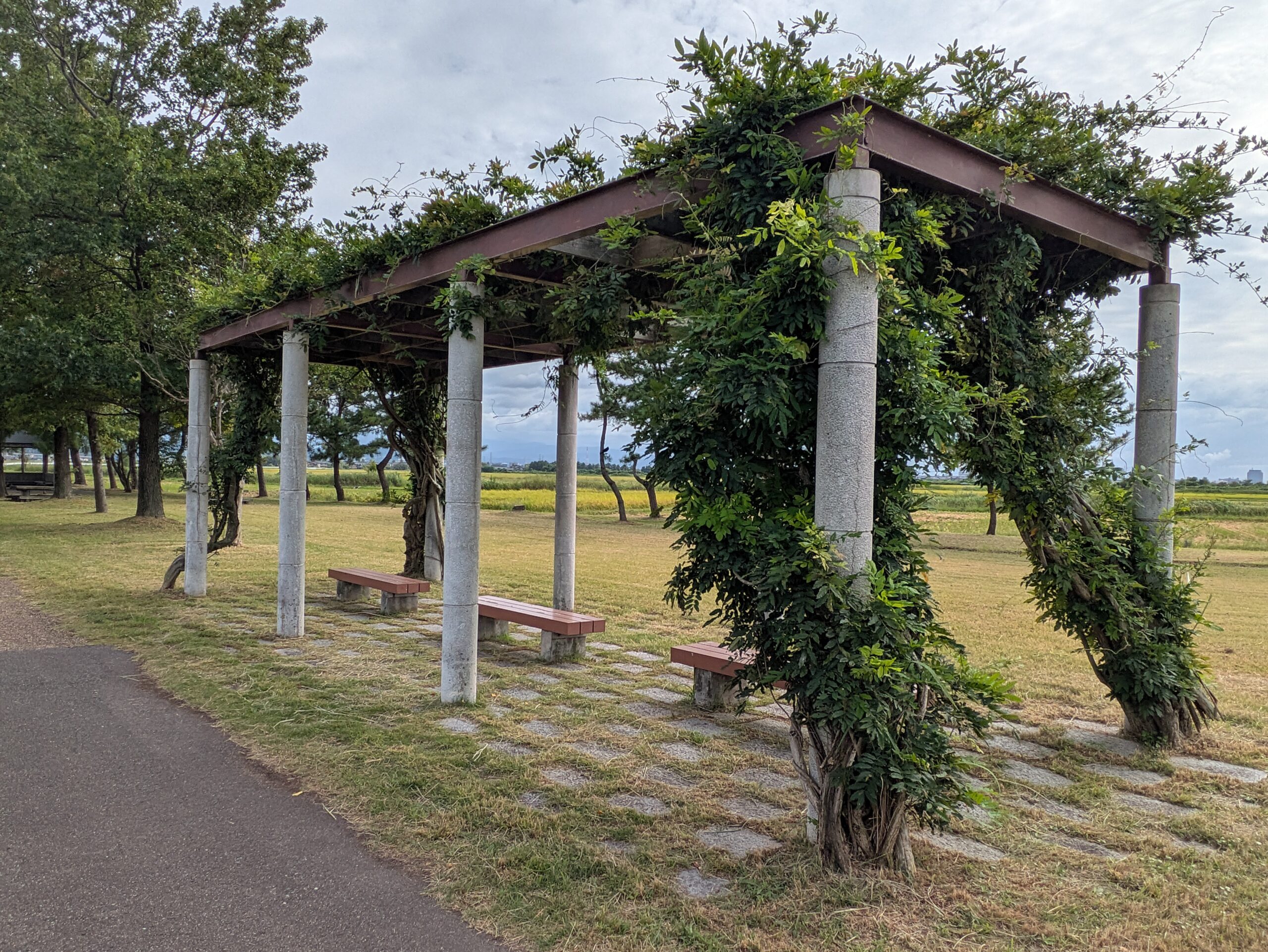 柳瀬川つつみ公園入口付近の藤棚
