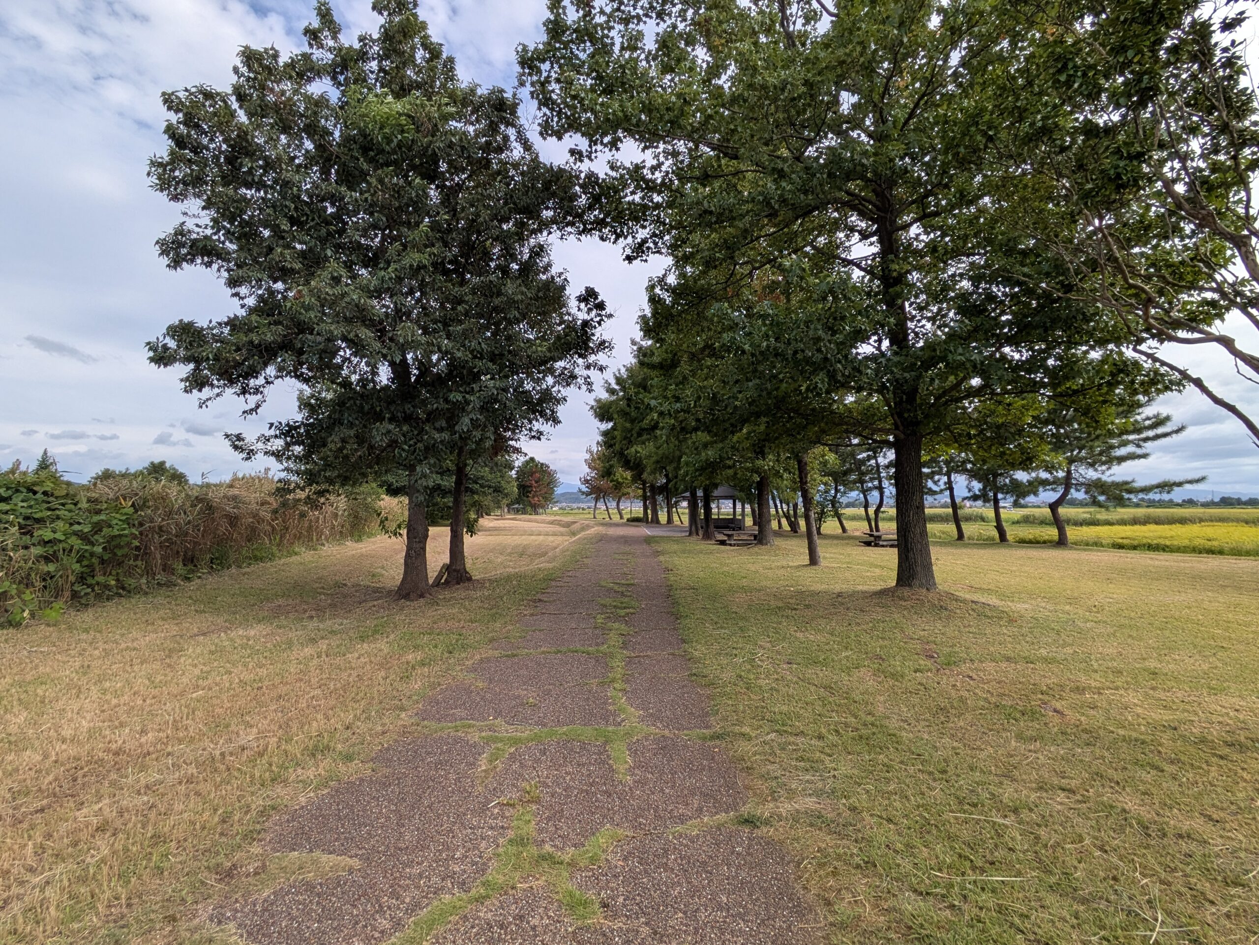 9月の柳瀬川つつみ公園の遊歩道と木々