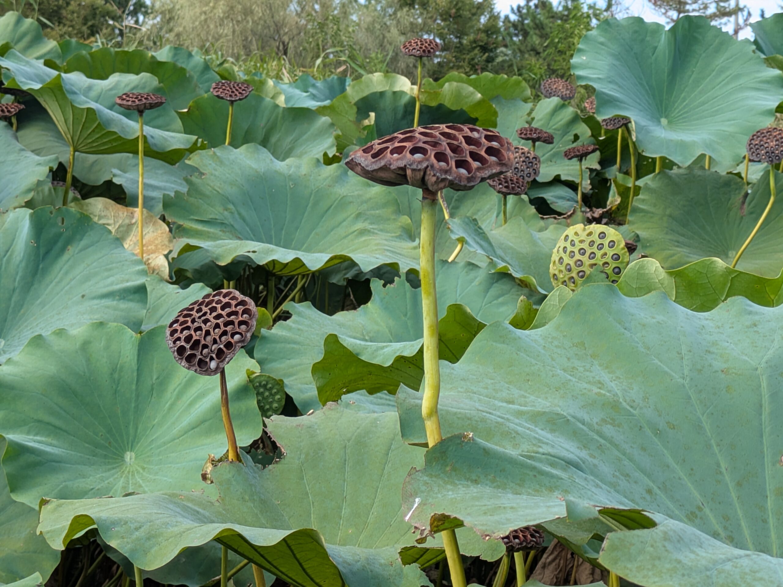 9月のこなん水辺公園で成熟したハスの果托が並ぶ様子