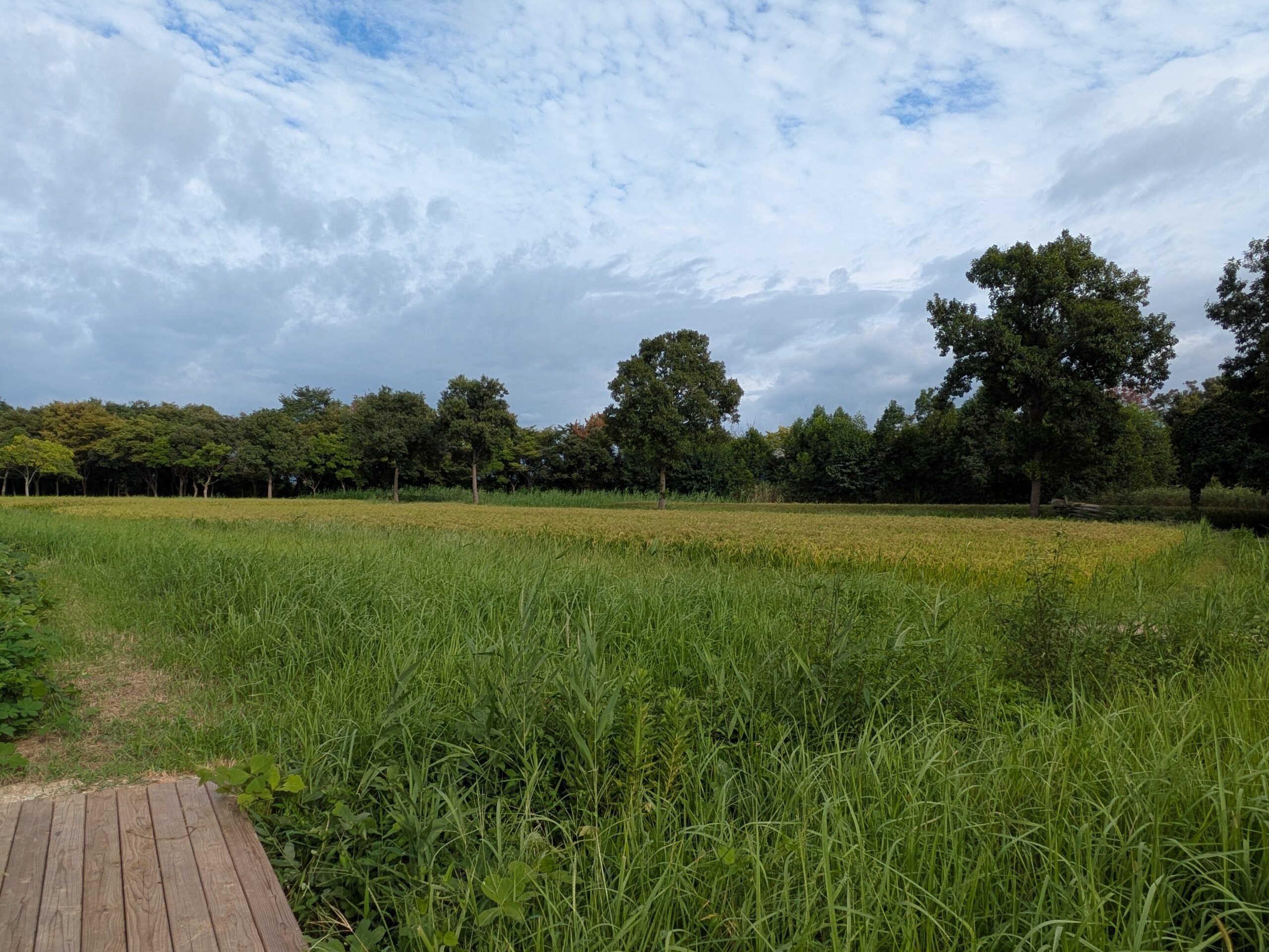 9月のこなん水辺公園奥に広がる収穫前の田んぼ