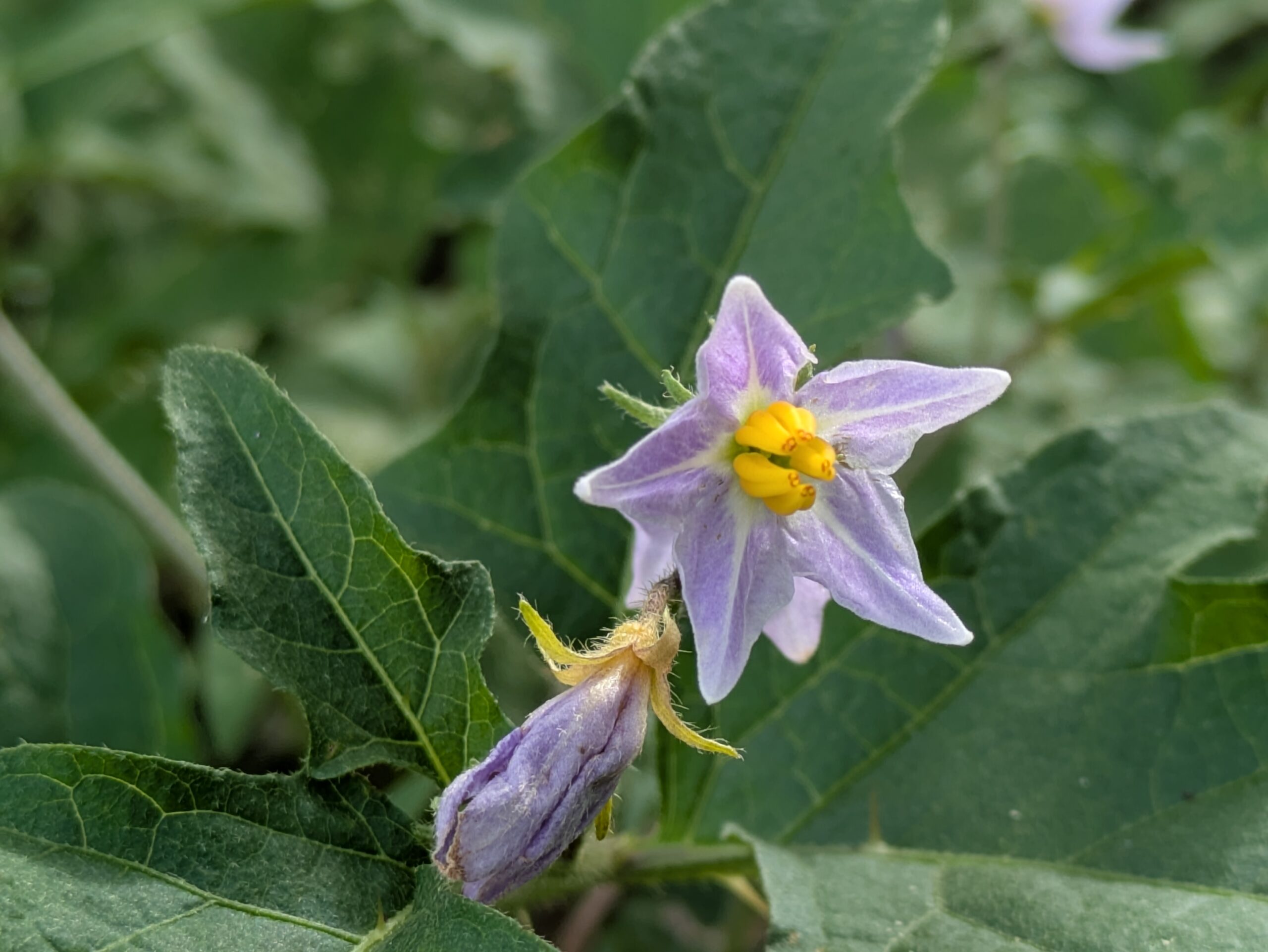 9月のこなん水辺公園に咲いていたワルナスビの薄紫色の花