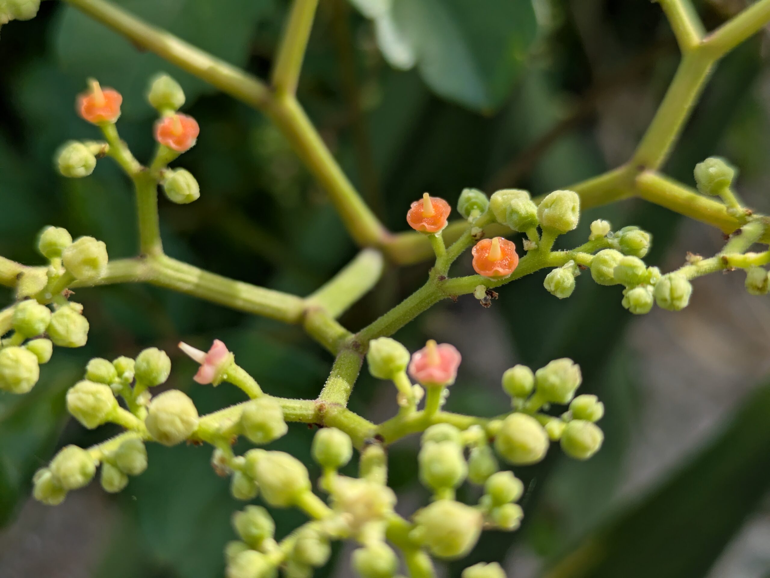 オレンジ色の花盤が見えるヤブガラシの花のアップ