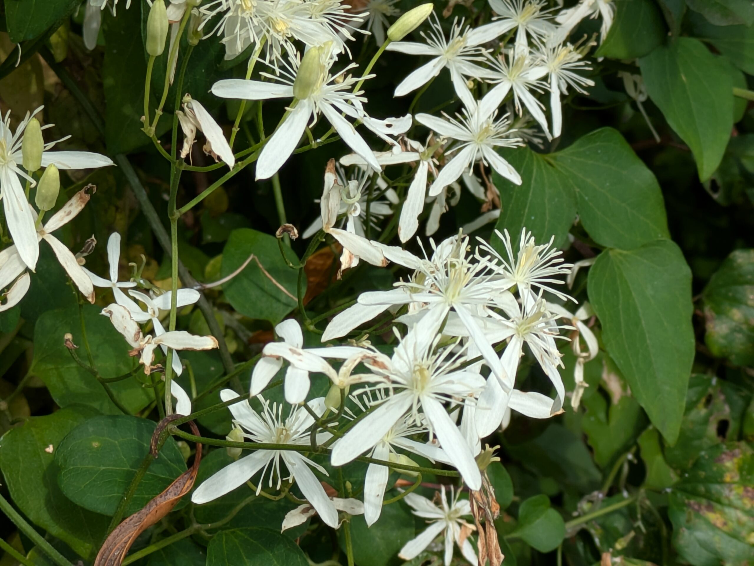 白い花を咲かせるセンニンソウ