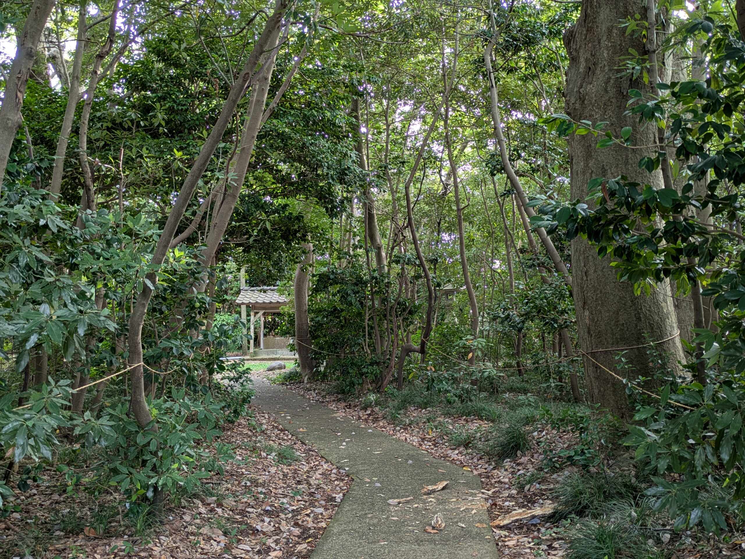 八坂神社と木船神社がある天狗の森の参道